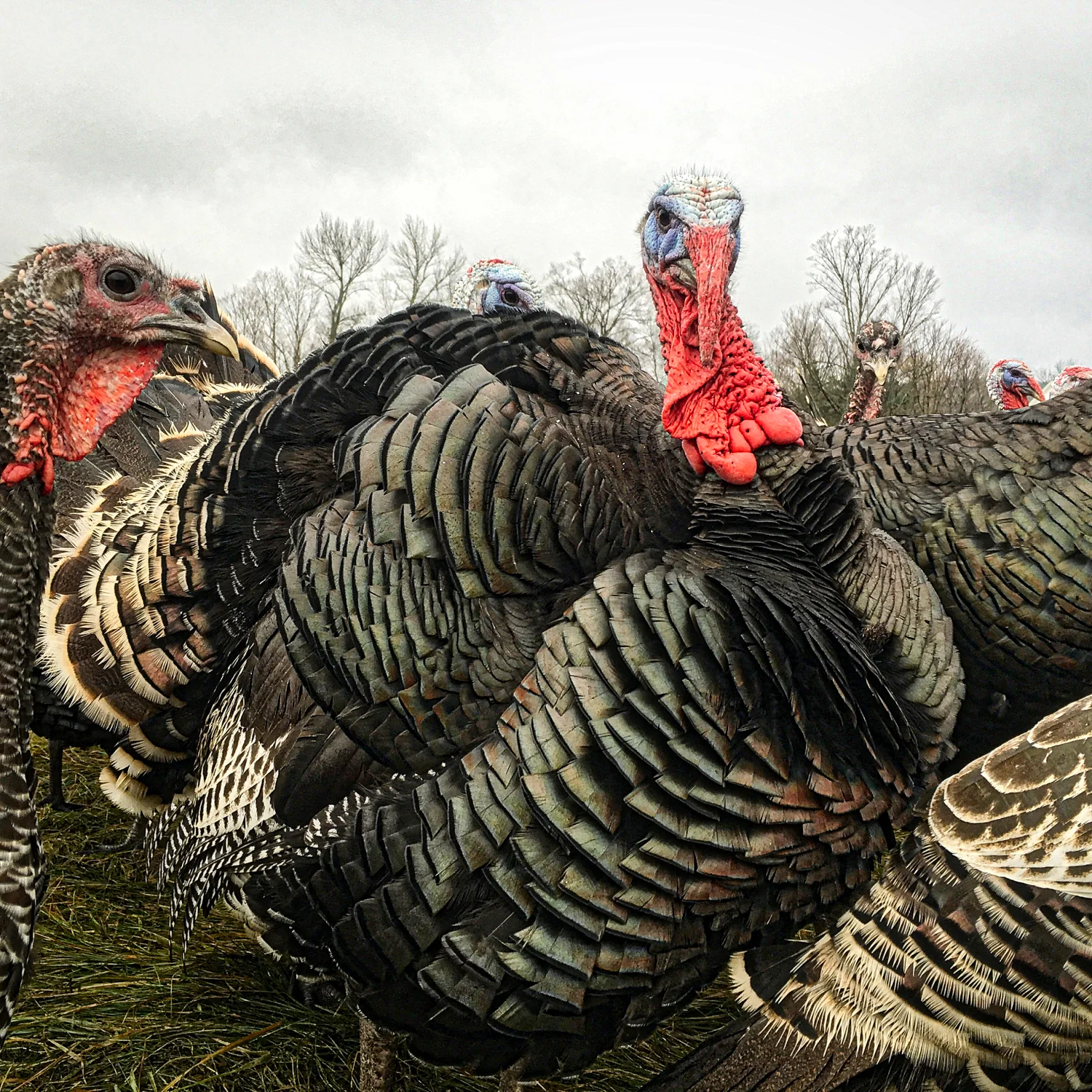 One of our Toms strutting his stuff