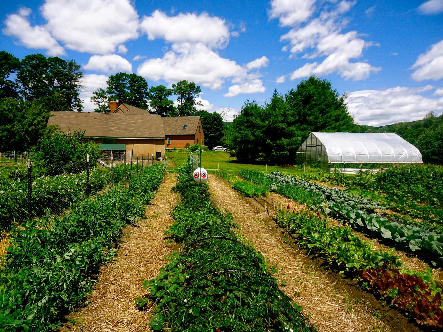 Garden rows w House Greenhouse in back 2_HDR.jpeg