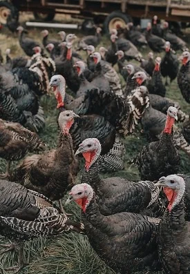 Pastures heritage turkeys at Red Shirt Farm