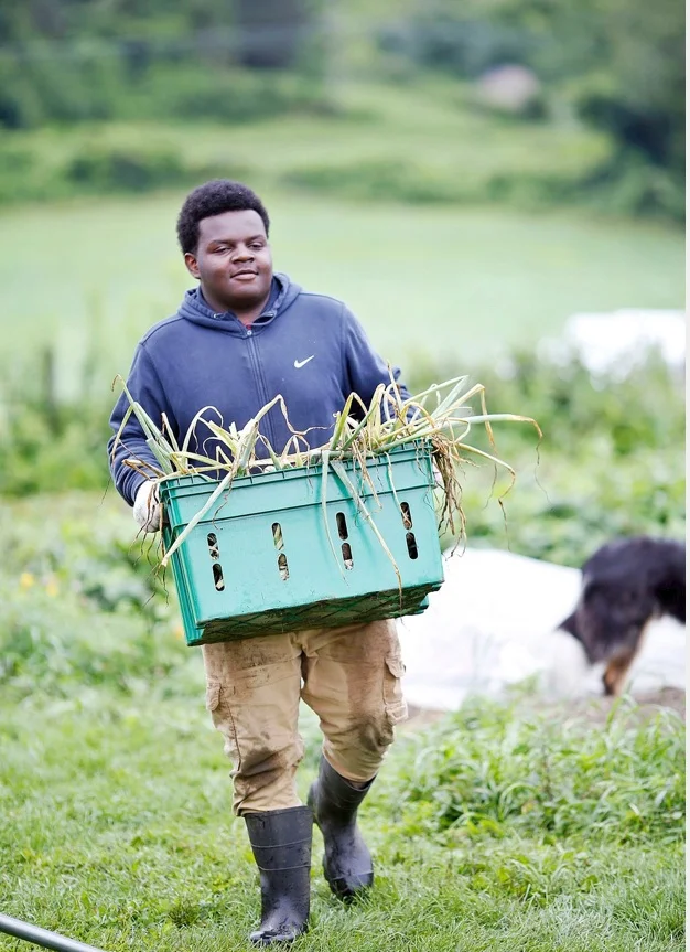 Davon Young, 15, has been harvesting and sorting vegetables at Red Shirt Farm in Lanesborough this summer through his involvement with the Pittsfield Youth Works program. Davon is among 71 youngsters who managed to find gainful employment this summer through three programs administered by the Berkshire County Regional Employment Board. Photo by Stephanie Zollshan - The Berkshire Eagle