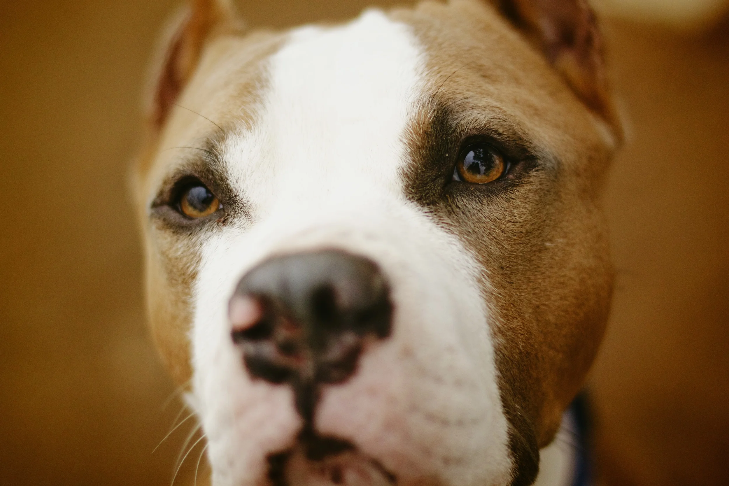 Austin Pets Alive!