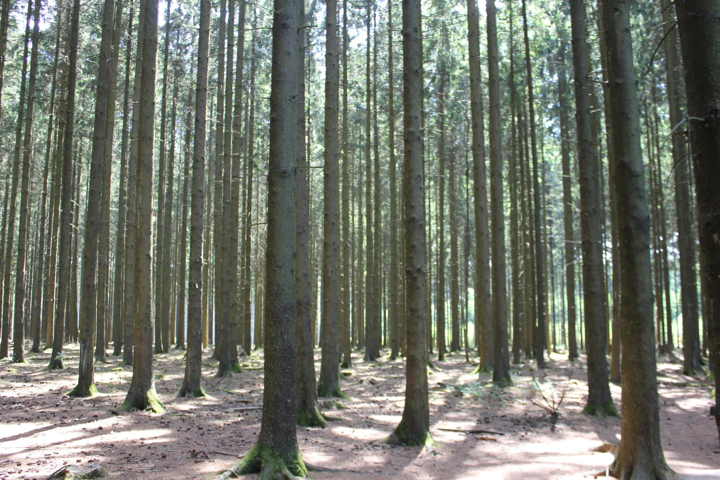 Easy Company woods outside Foy.JPG