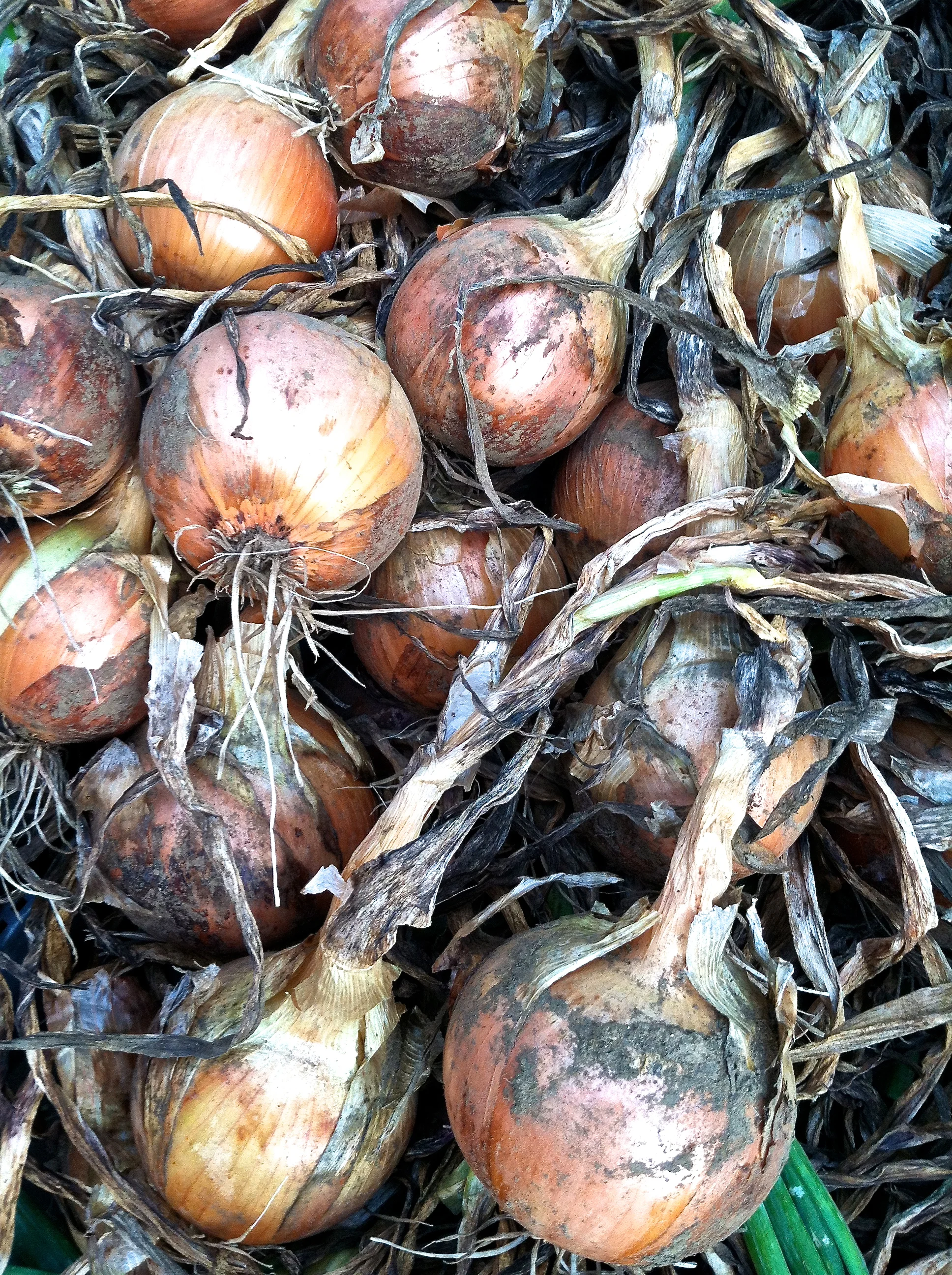 continuing the onion harvest.