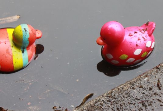 ducks.jpg