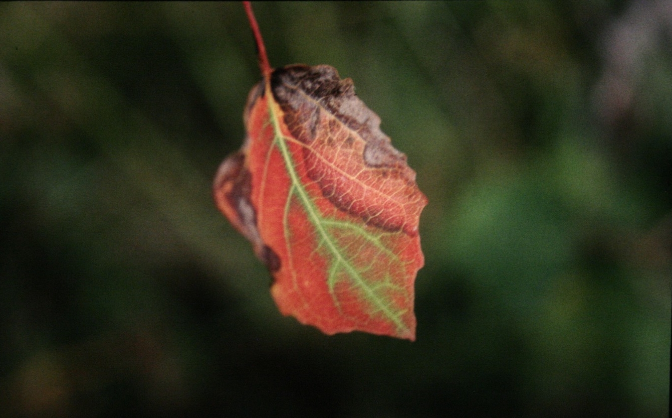 Herbst Blatt.jpg