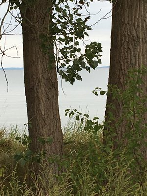 Tanz am Meer. Bildungsurlaub mit Sonia Rastelli Ausdruckstanz. Tanzender Baum.jpg