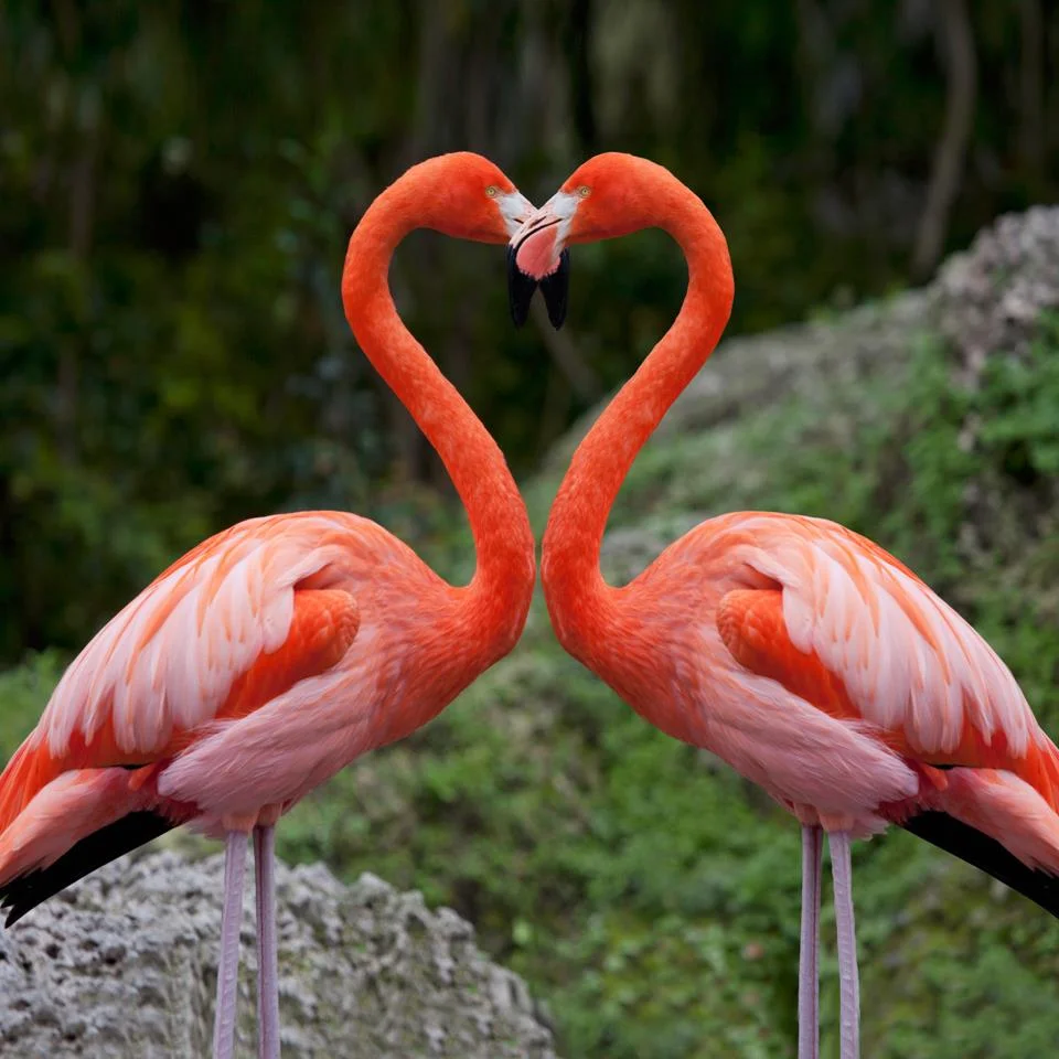 14_Flamingos