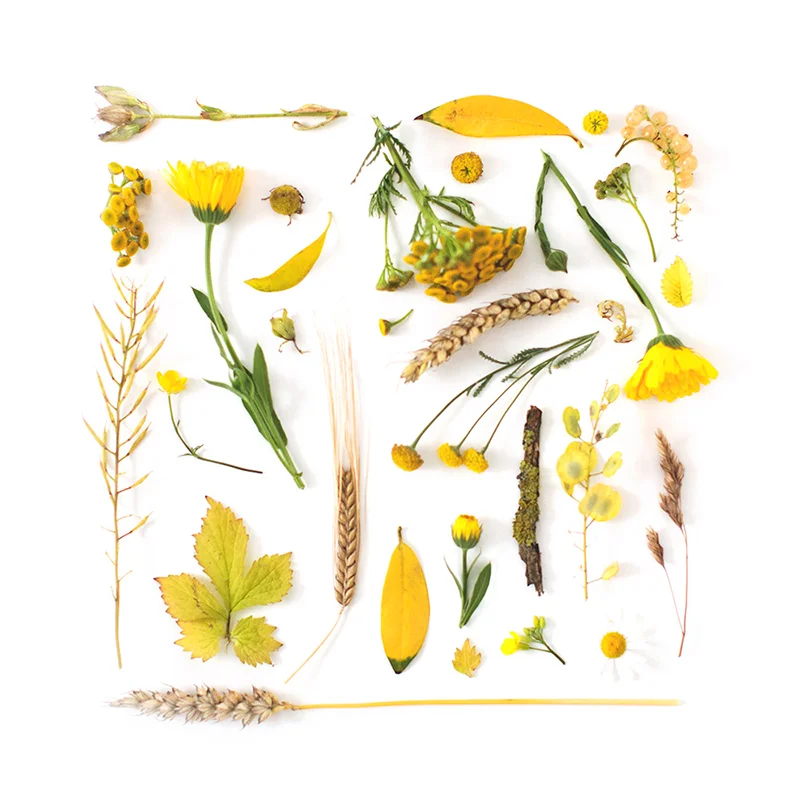 YELLOW-01small.jpg