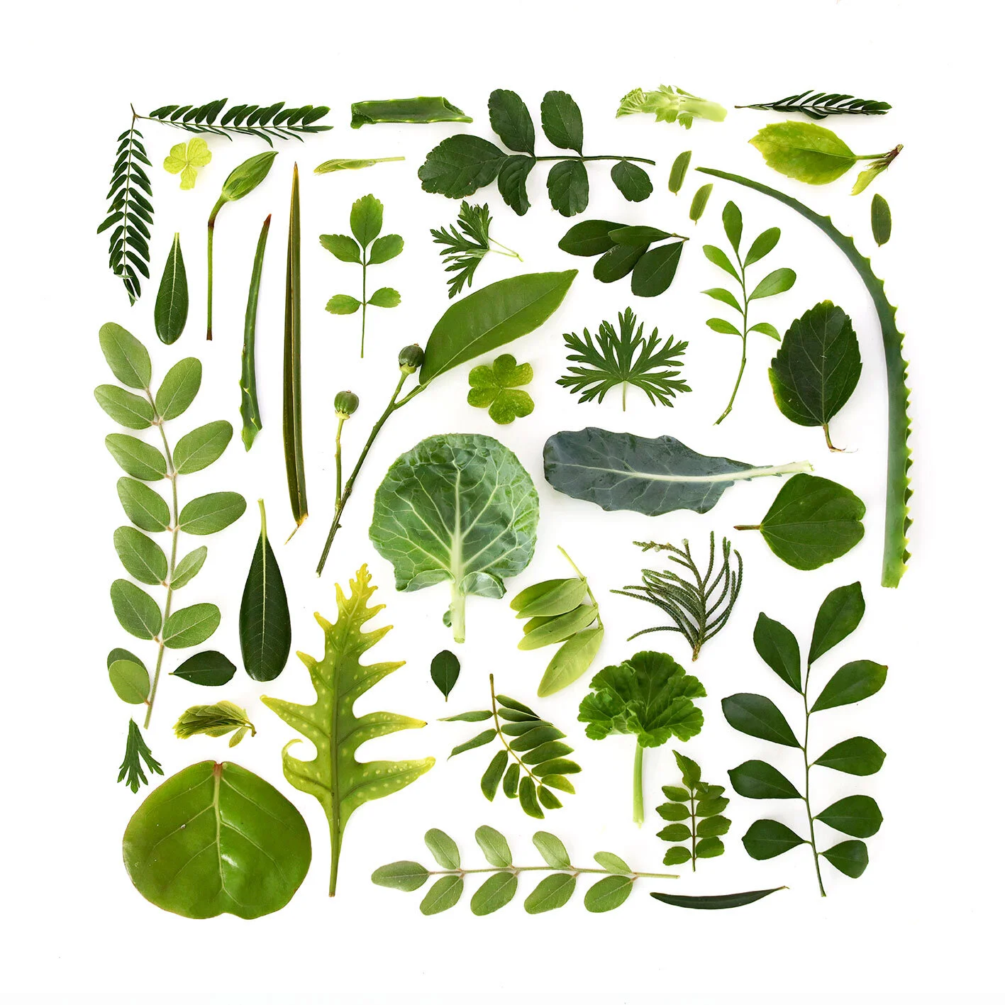 GREEN-01-RT.jpg