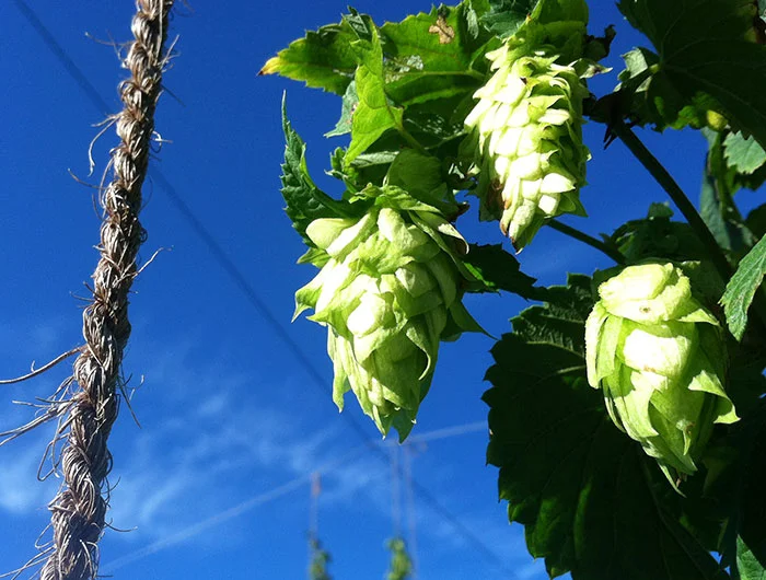 Farm to Pint's Cascade hops.