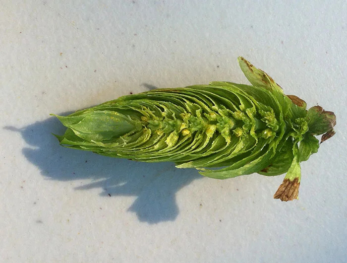 Cross section of Northern Brewer