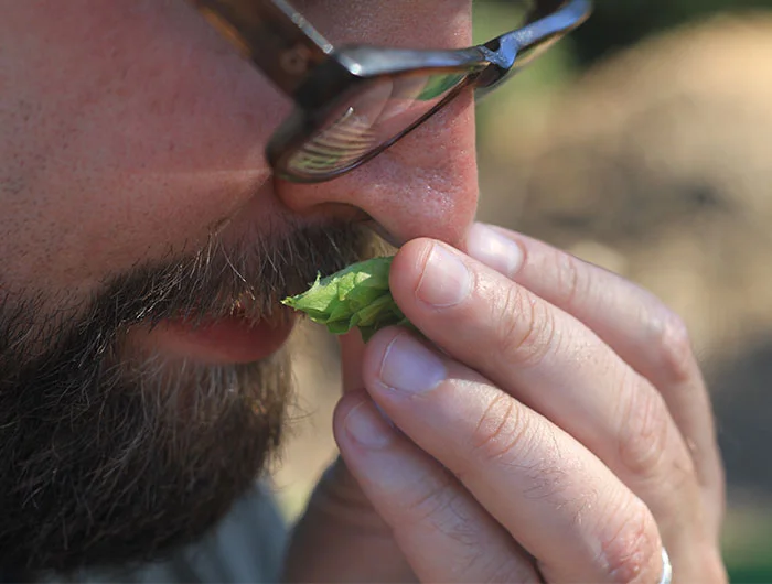Close up of my mug, sniffing hops!