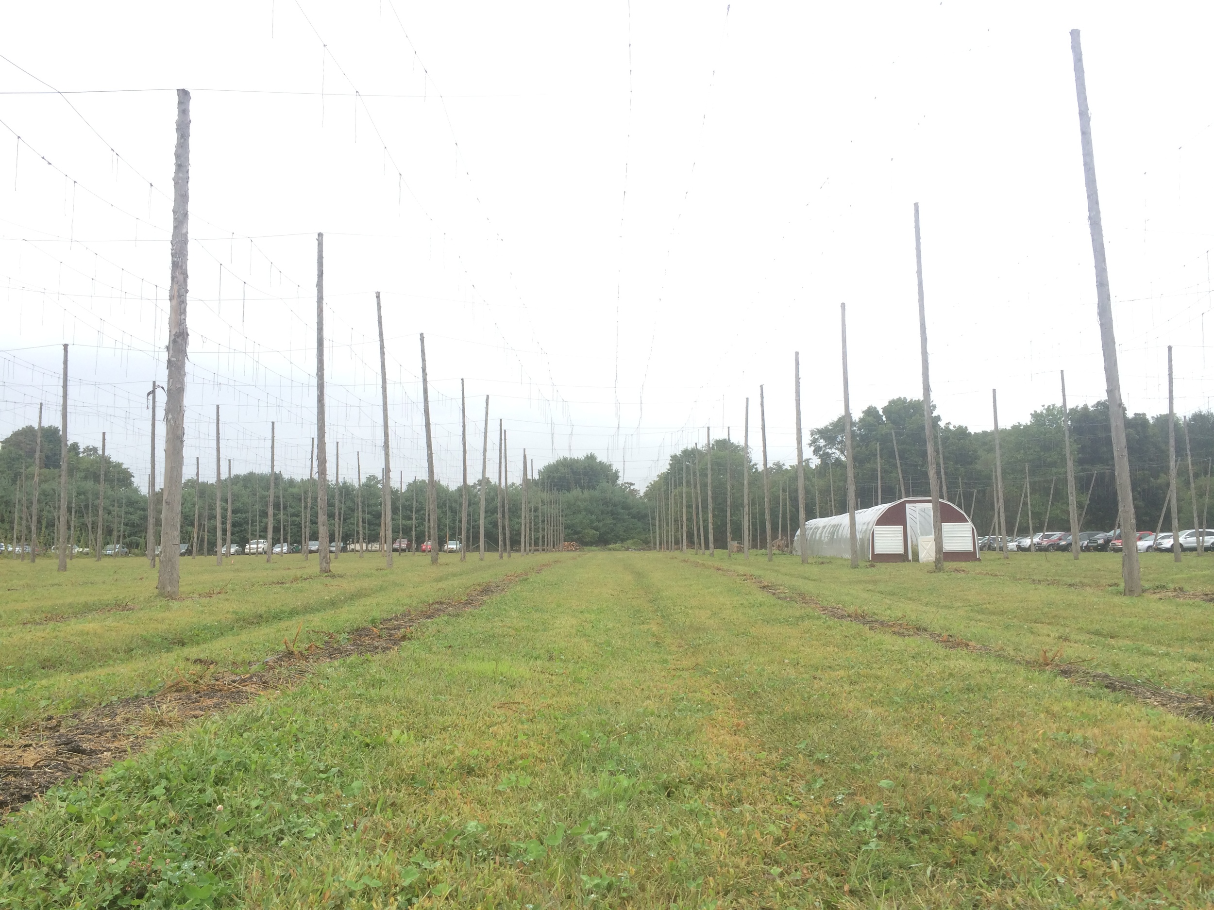 Hops are down for the season