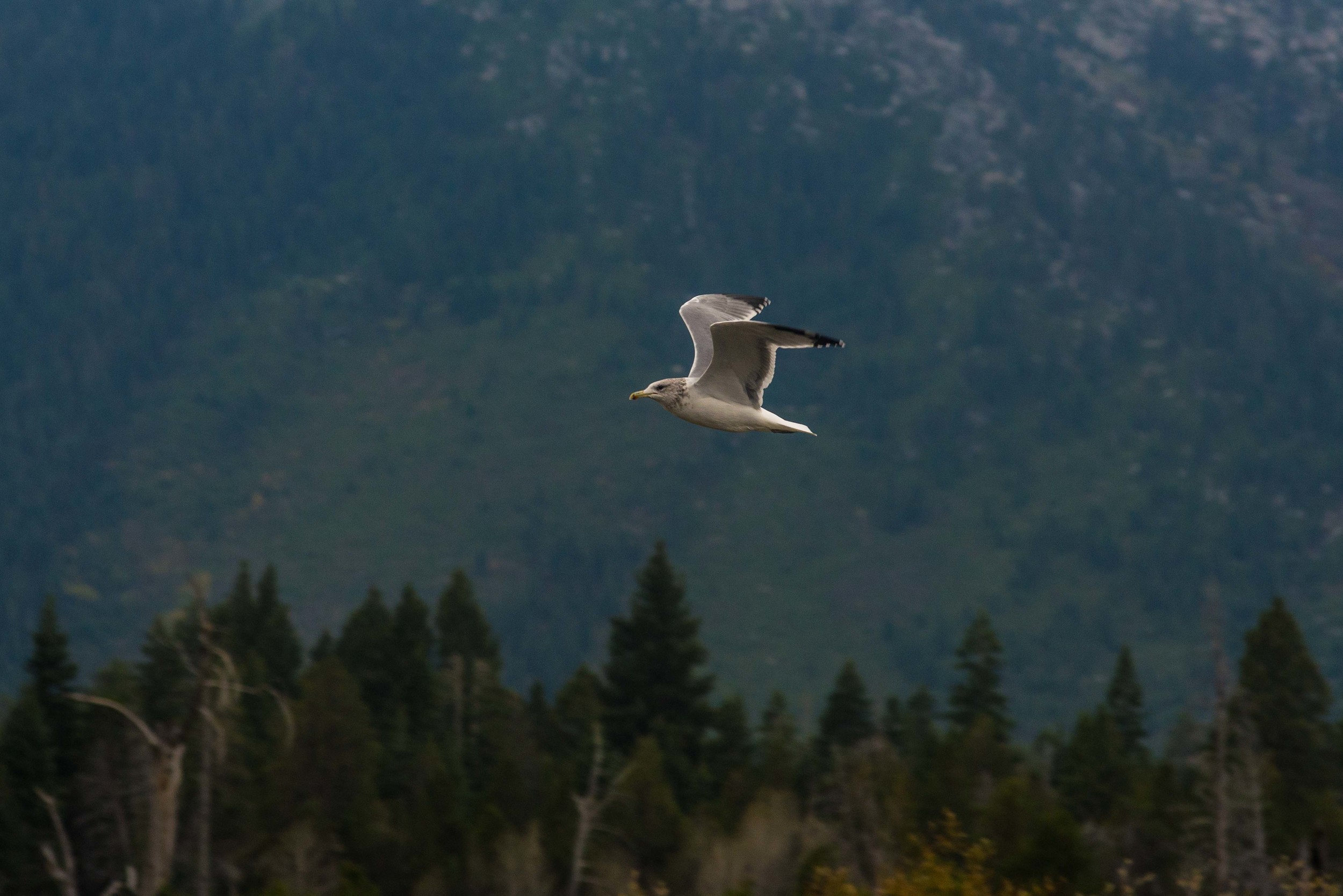 in flight