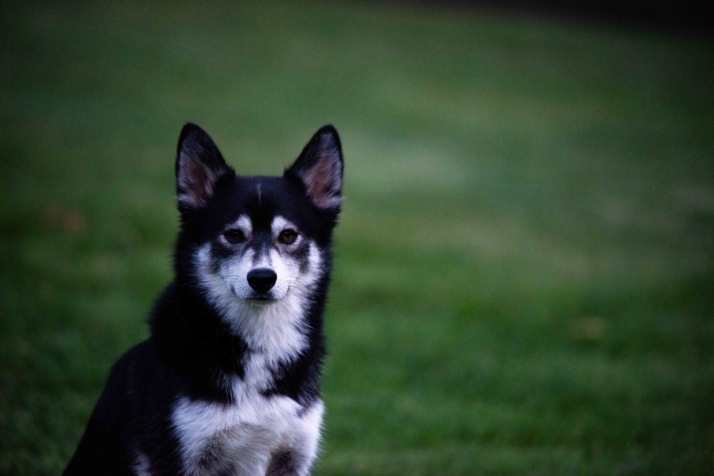 Evening on the farm  |  Sandpoint, ID