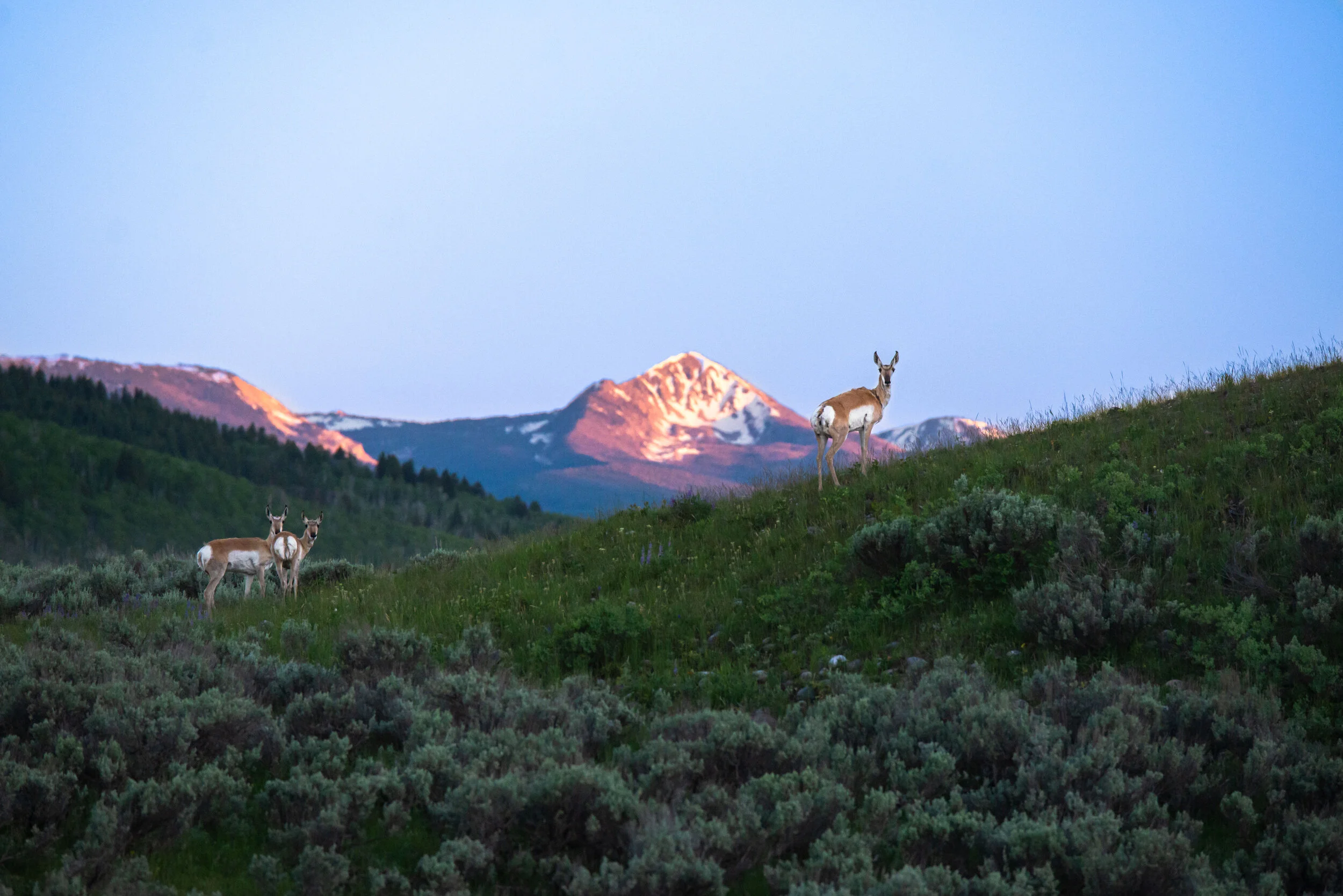 Tetons  |  Jackson, WY