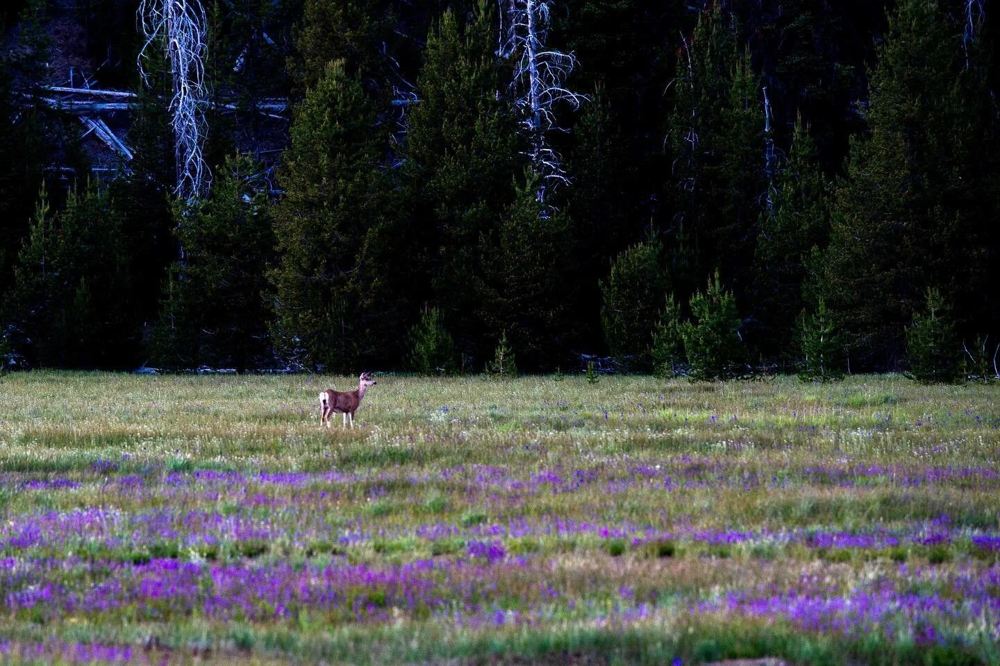 Searching for the weekend 🦌