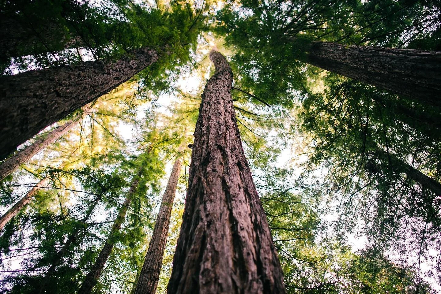 Tall Giants