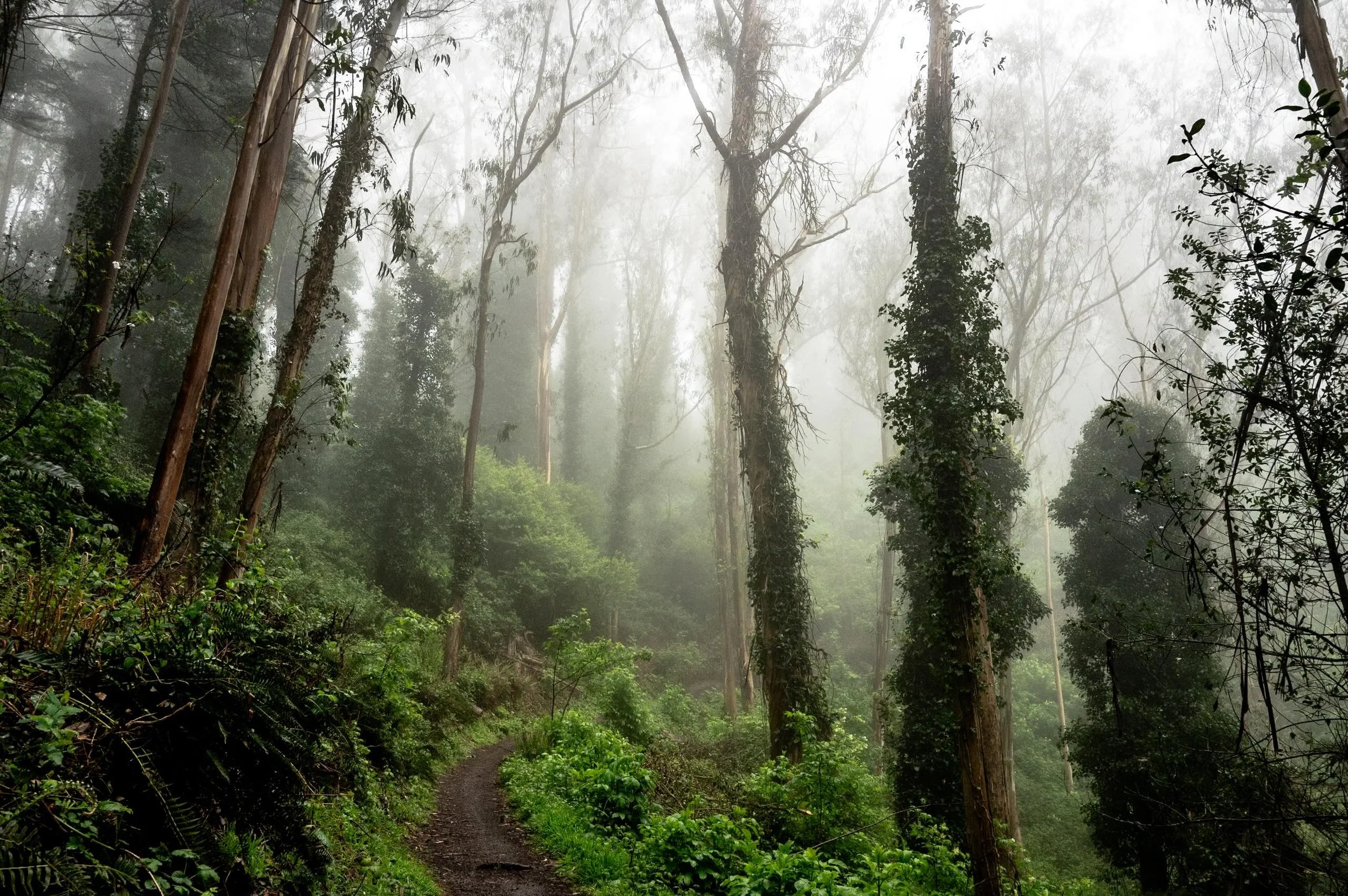 Mount Sutro - April 2025
