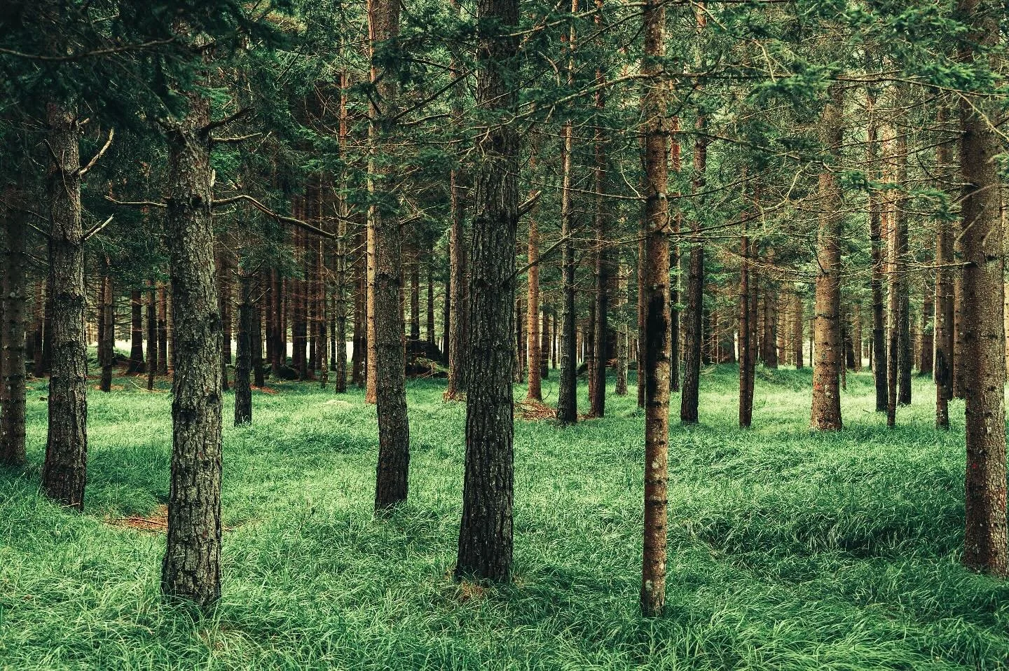 Lush forest in the Alps - Sept 2024