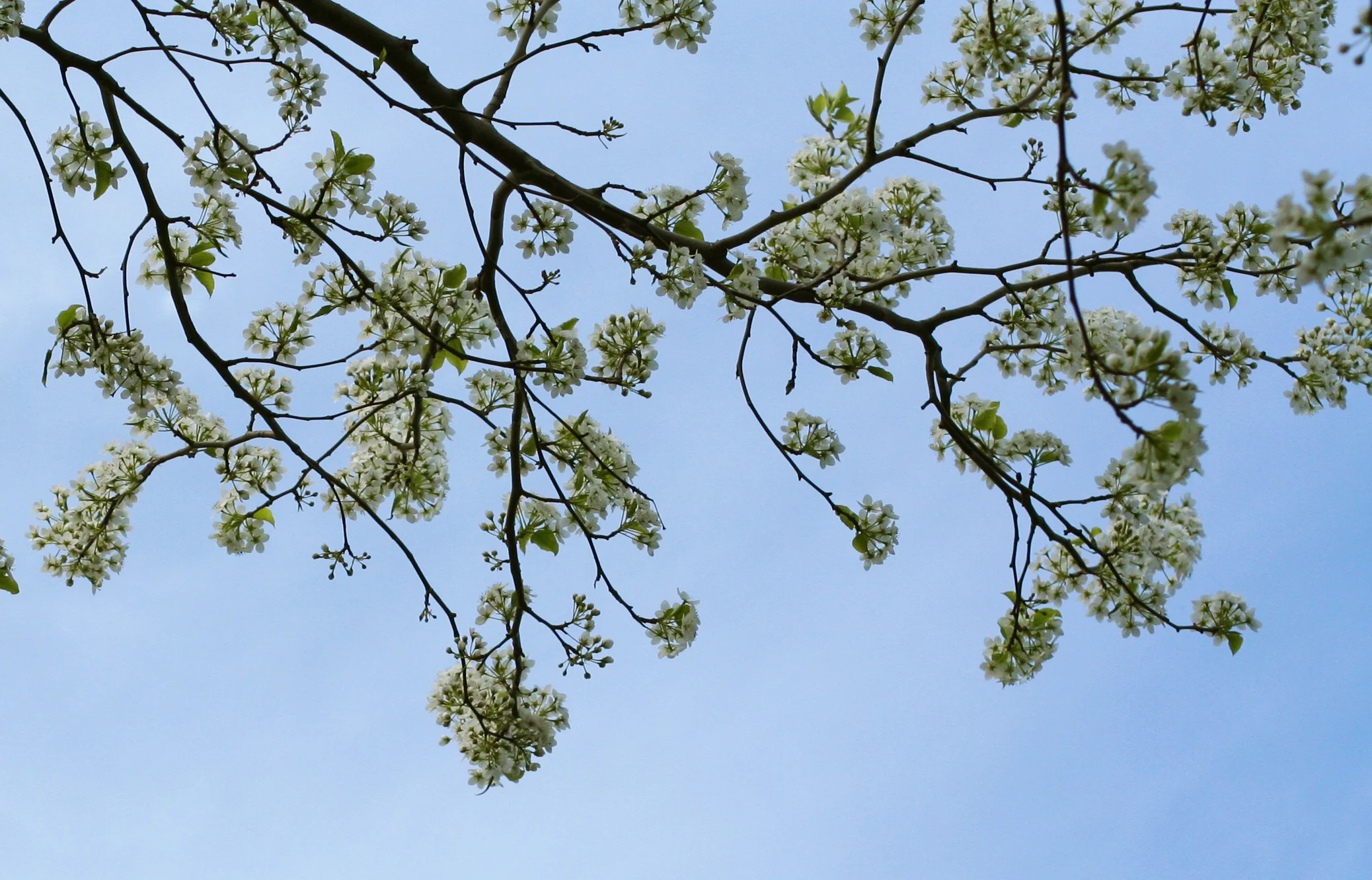 pear blossoms.jpg