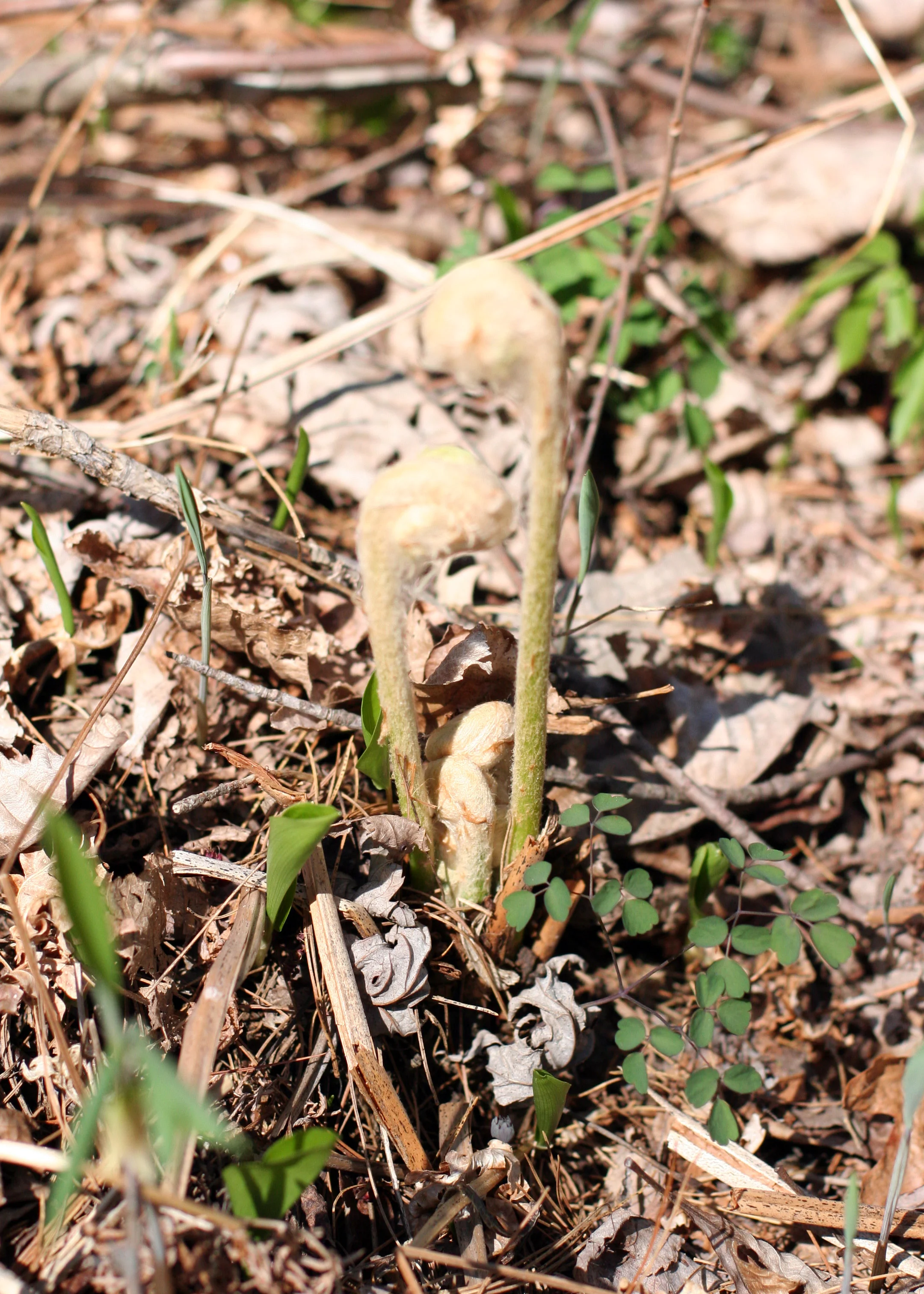 not fiddleheads.jpg