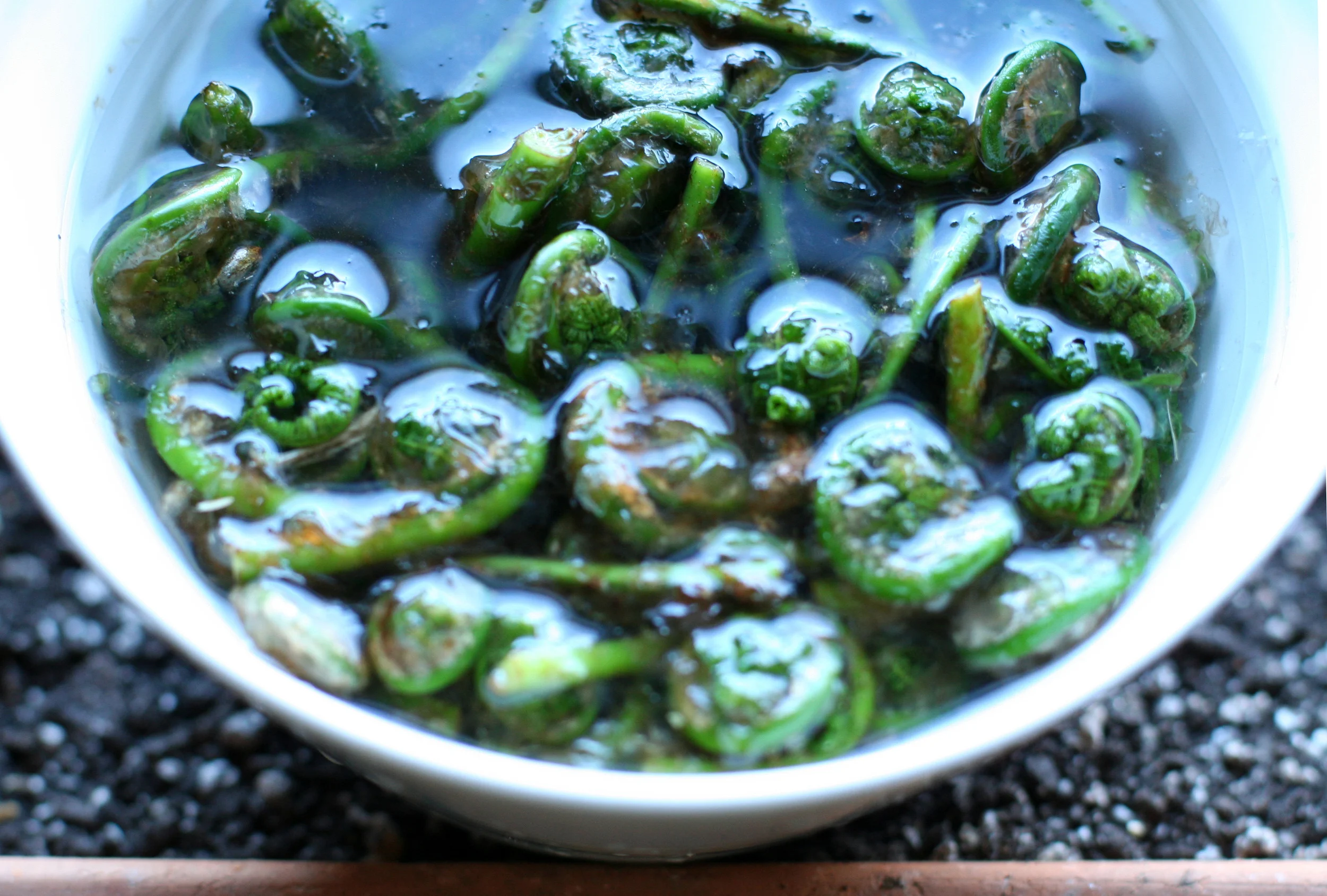 fiddleheads in water.jpg