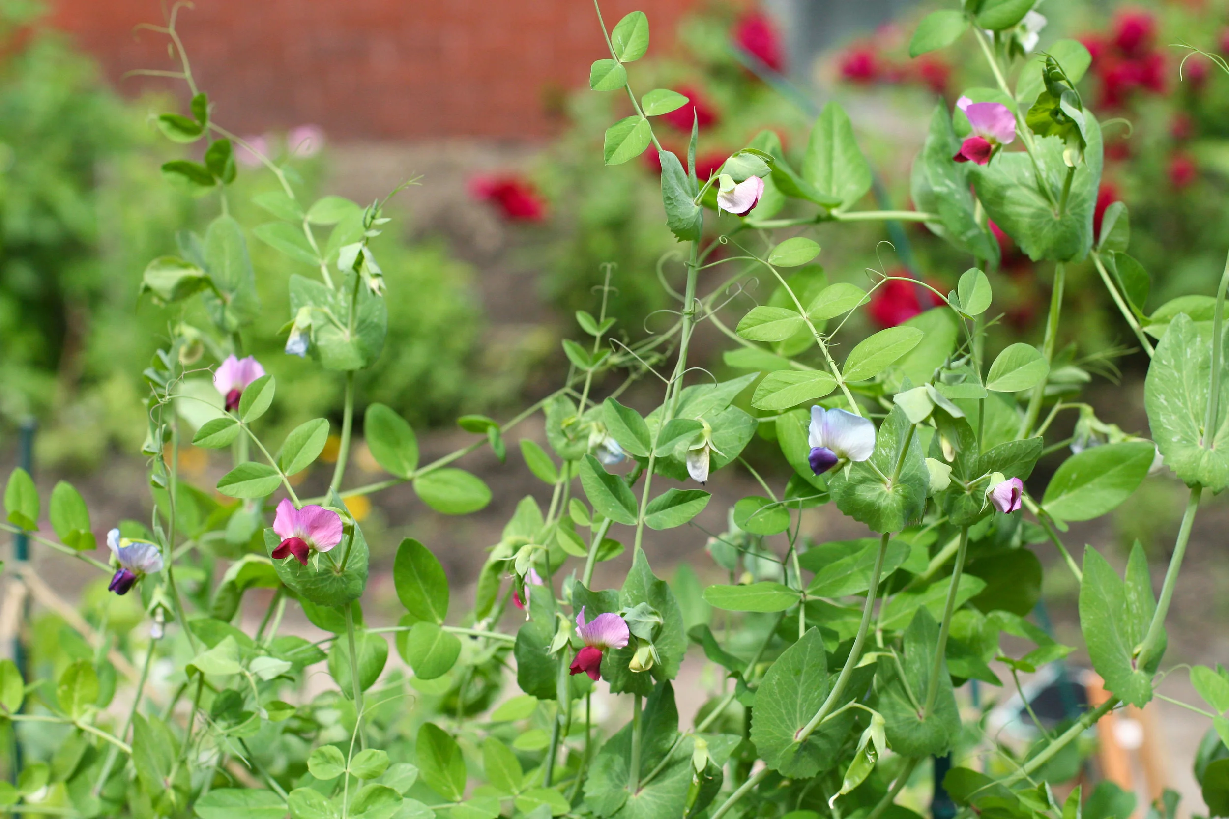 dwarf grey sugar peas.jpg