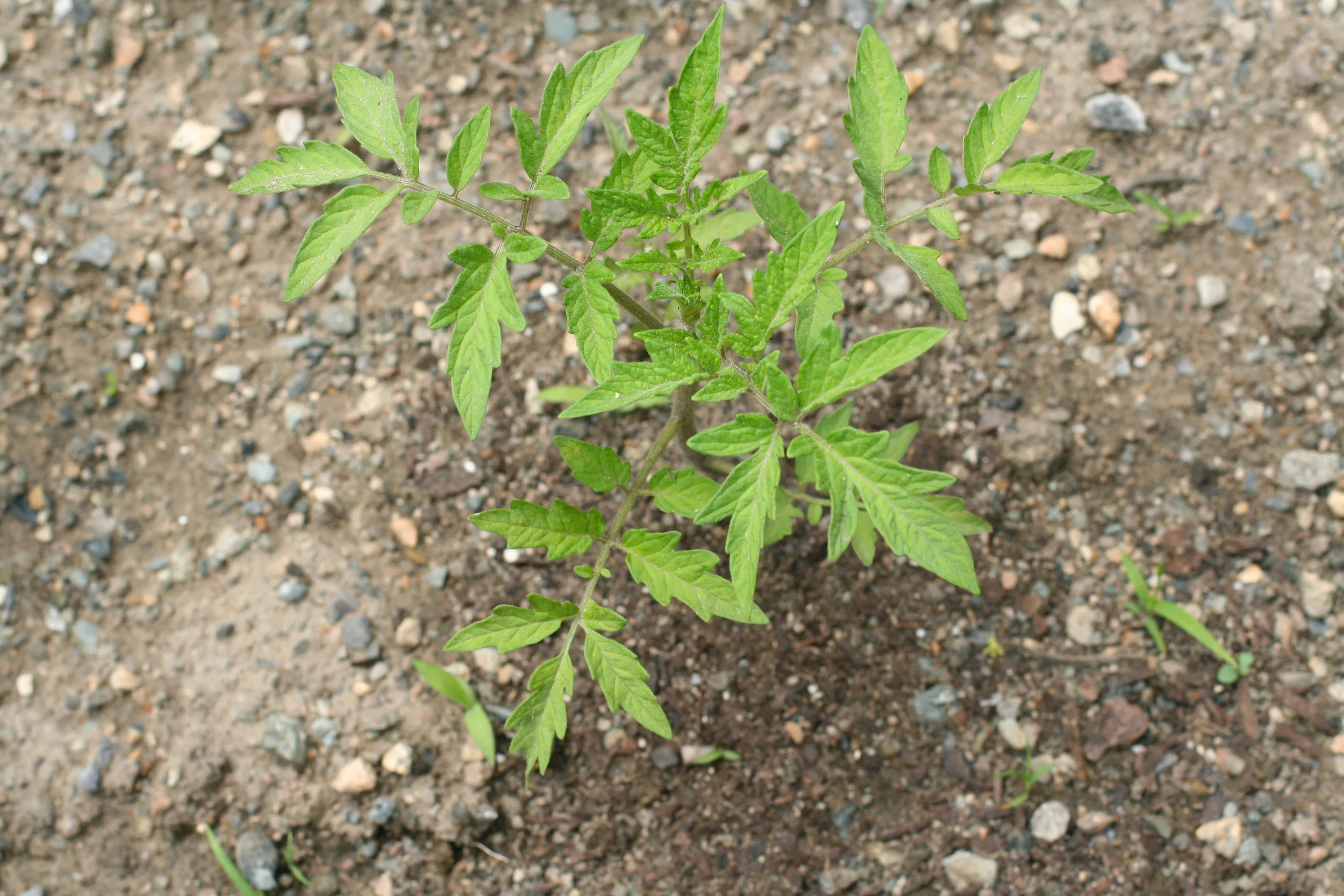 tomato plant grown from seed.jpg