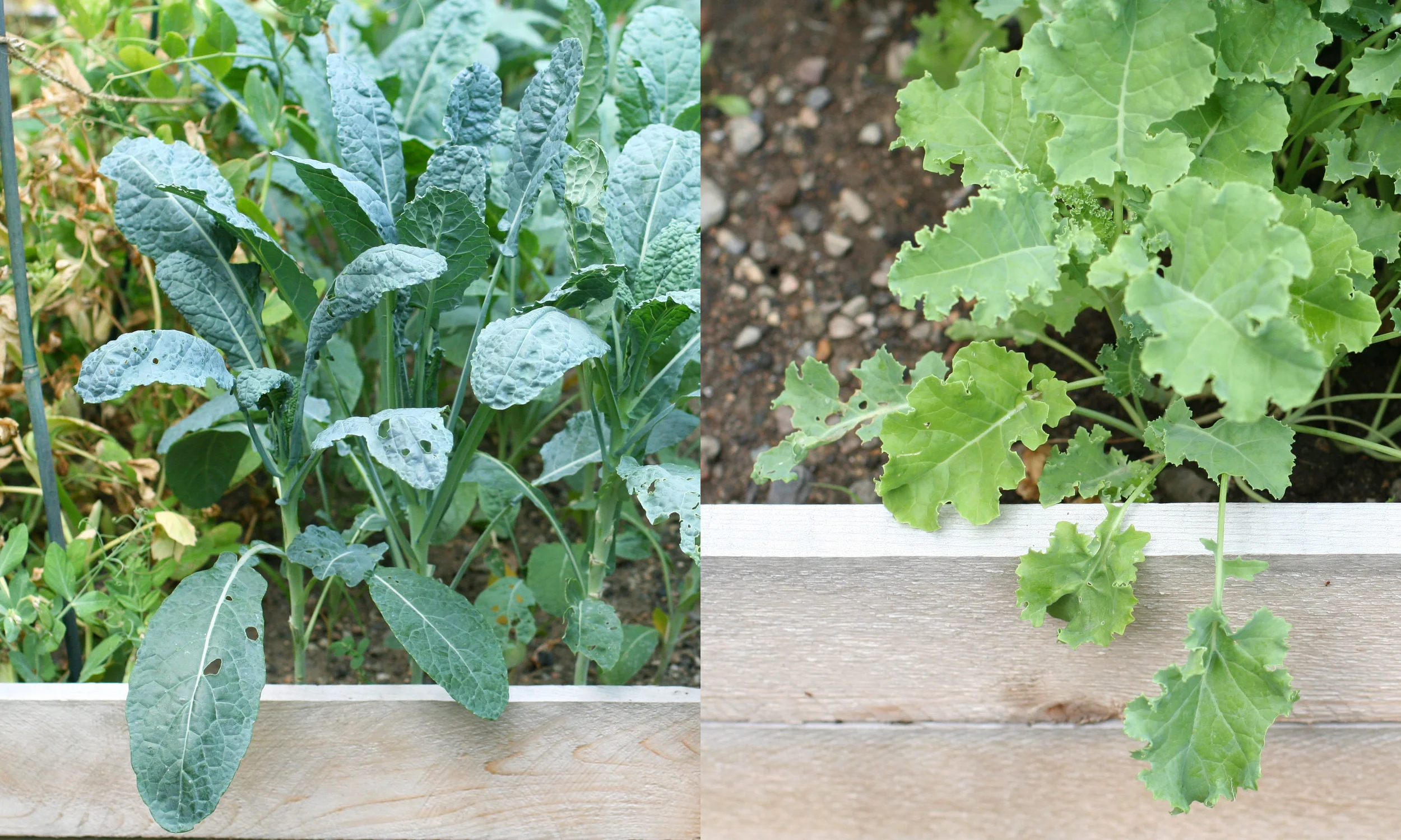 tuscan dinosaur kale 2.jpg