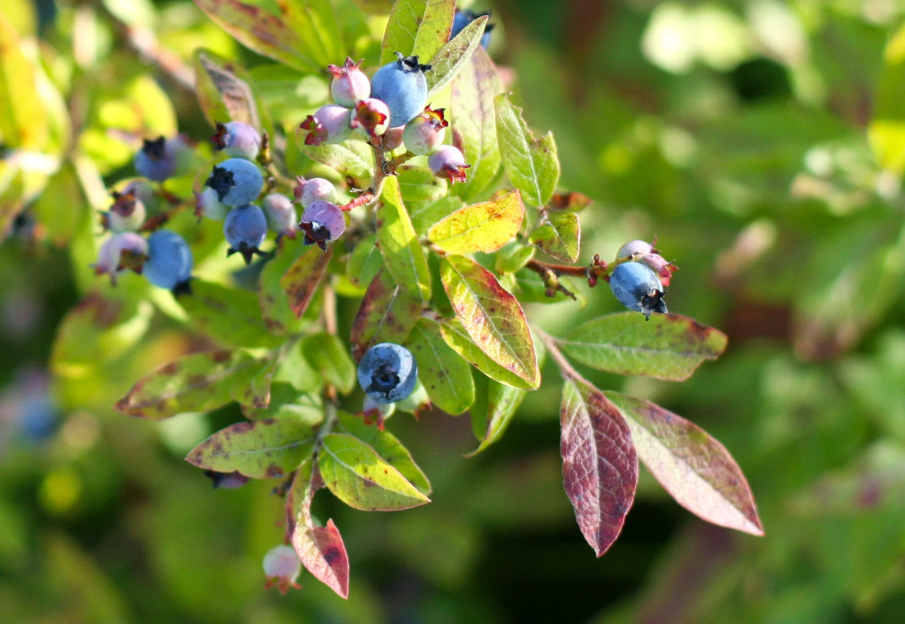 cultivating wild blueberries plant.jpg