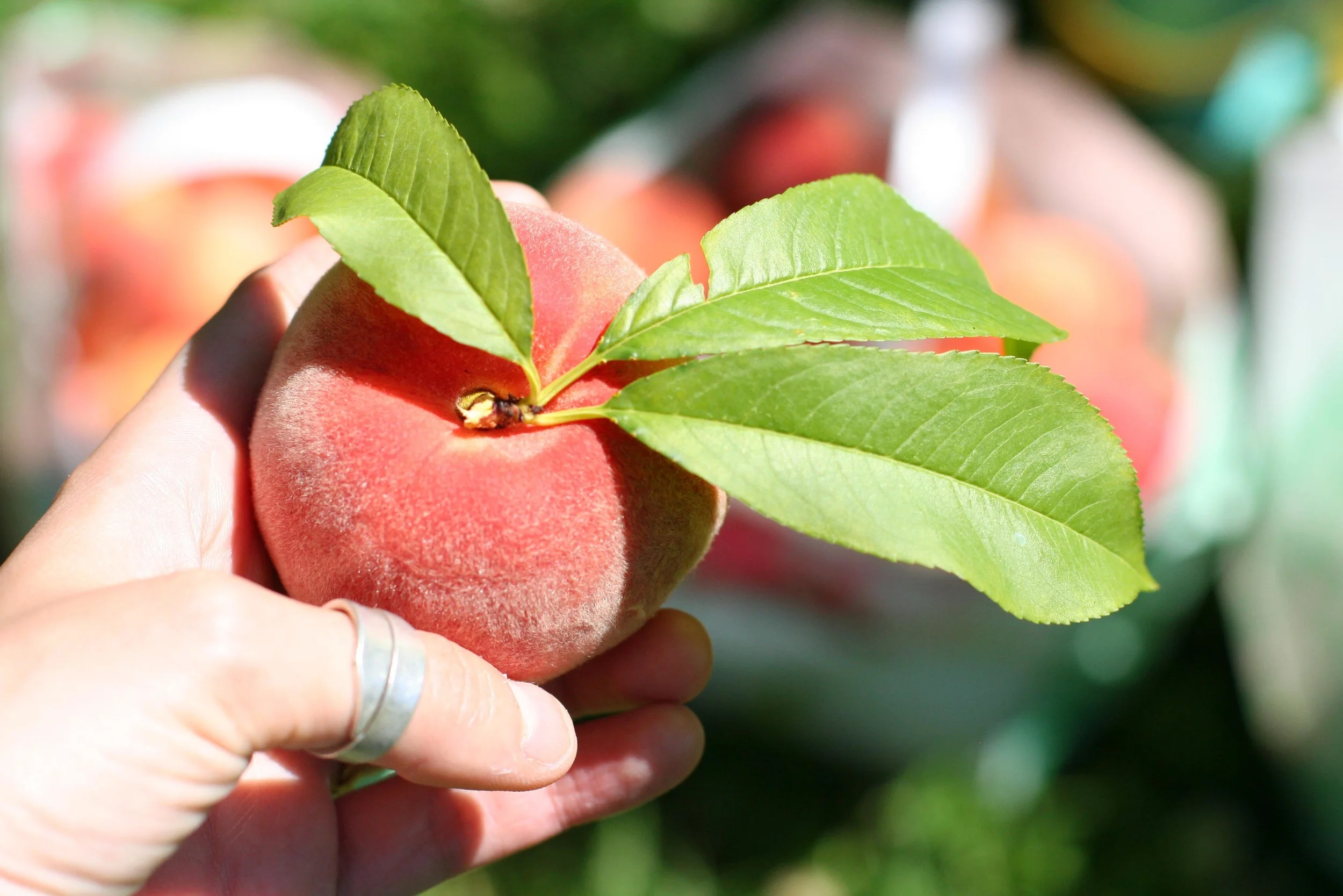 peach in hand.jpg
