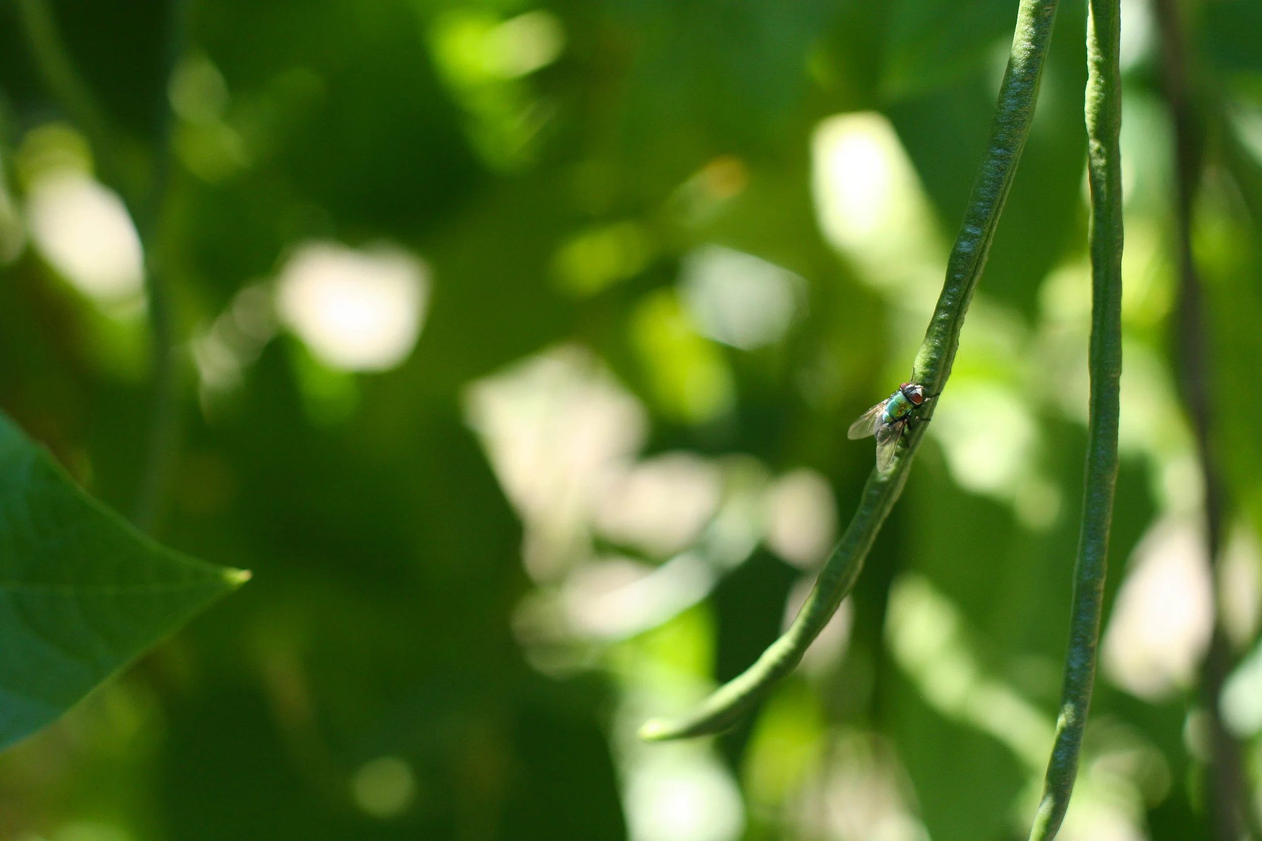 asparagus bean bug.jpg
