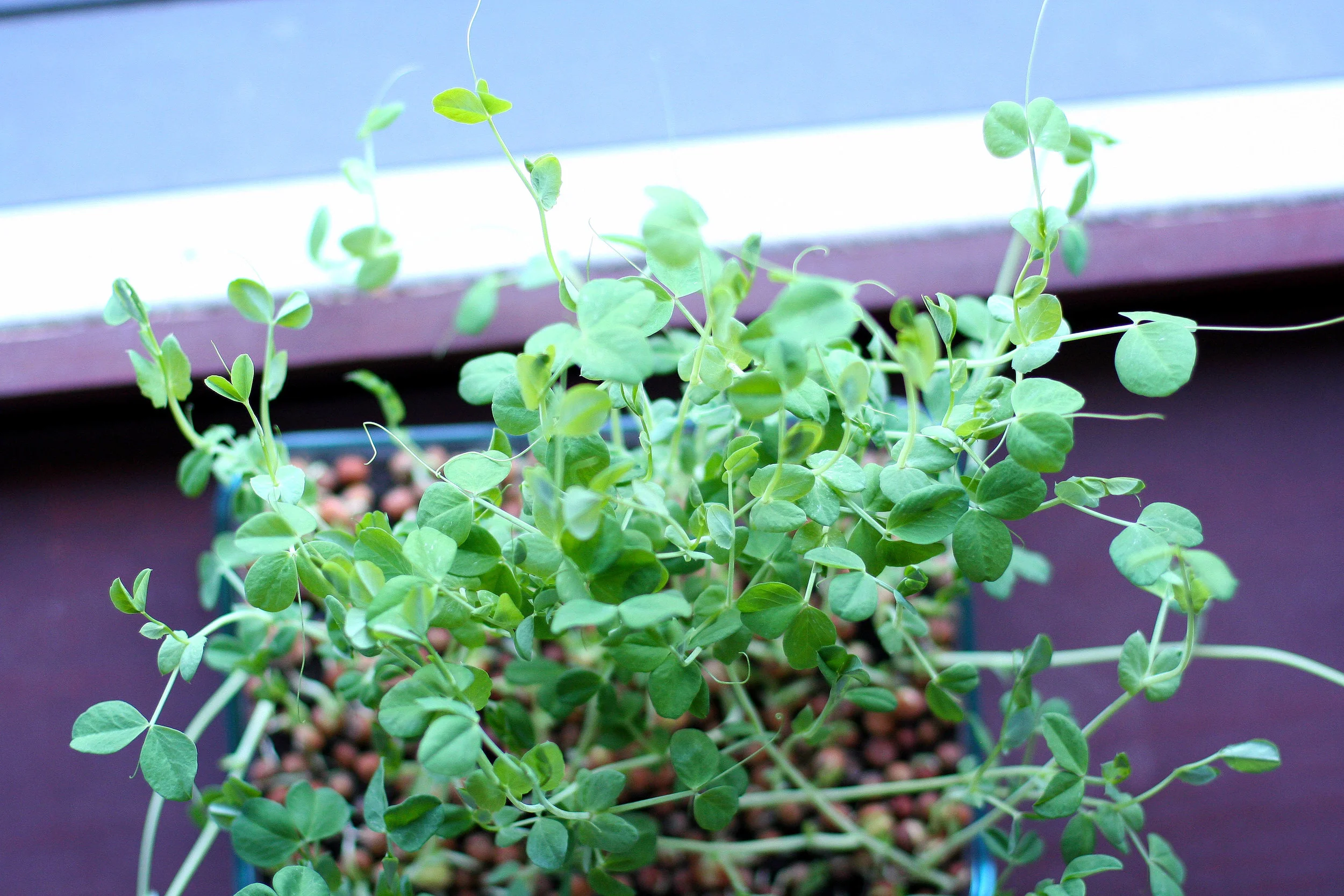 pea_shoots_1.jpg