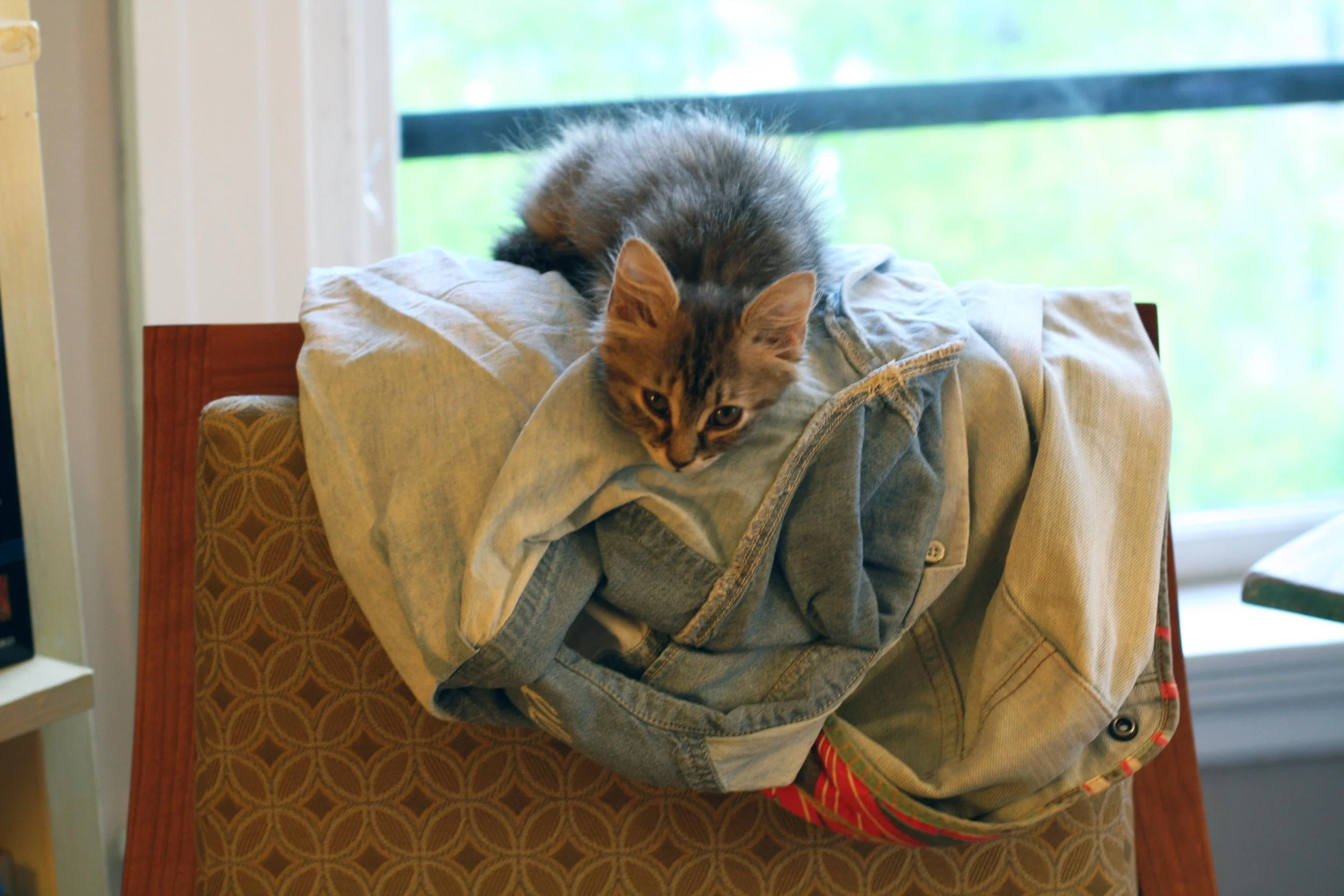 kitty.jpg