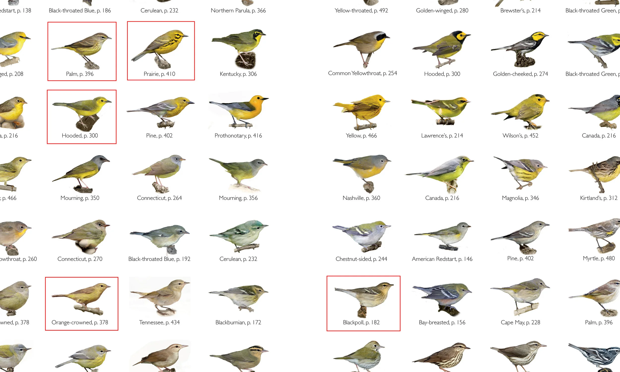 Only a few species have a supercillium and are drabish-yellow like our quiz bird.