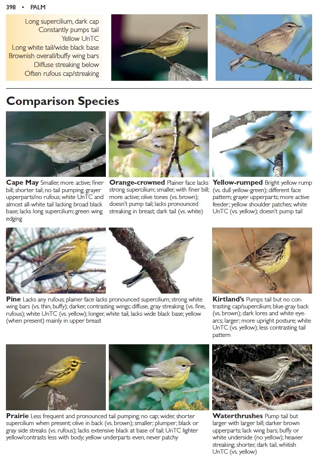Our Palm Warbler comparison page confirms the ID.