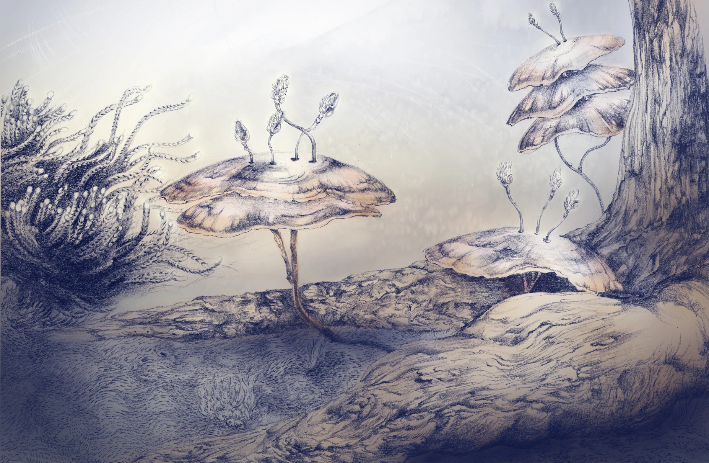 mushroom_8.20.15-A2.jpg