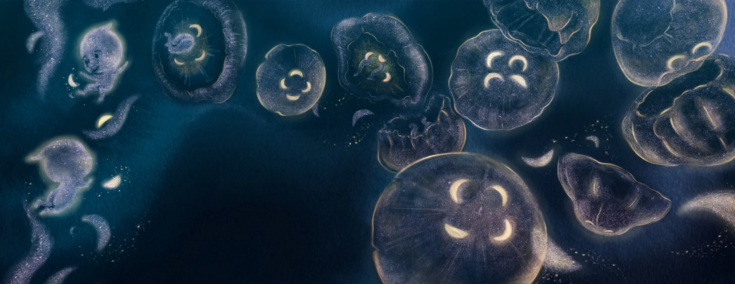 Jellies_52.jpg