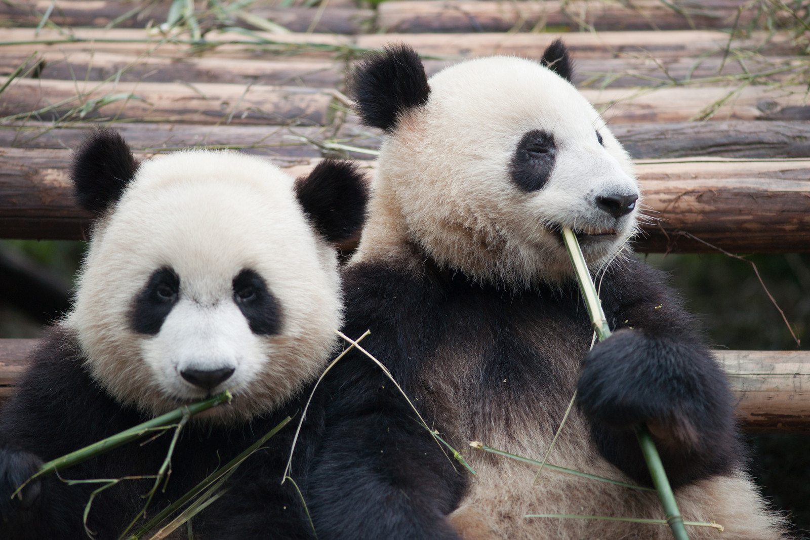 Panda Breeding Research Center (Chengdu, China)