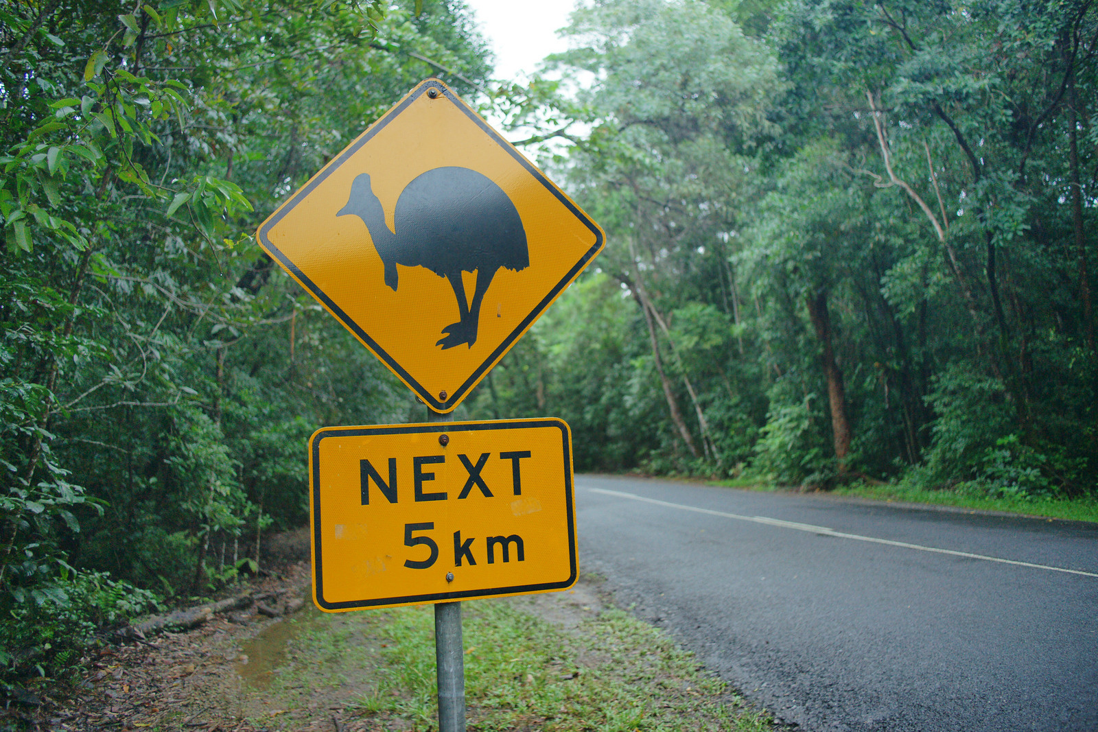 Beware of 6ft tall Cassowaries "The most dangerous bird in the world" (Queensland, Australia)