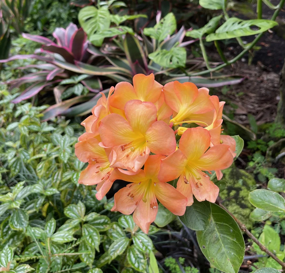 Rhododendron vireya 'Satan's Gift'  Vintage Green Farms with Tom Piergrossi
