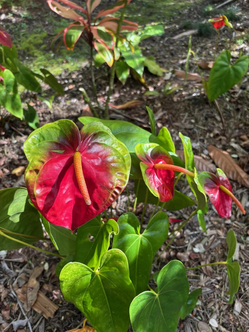 Anthurium 'Hirata'  Vintage Green Farms with Tom Piergrossi