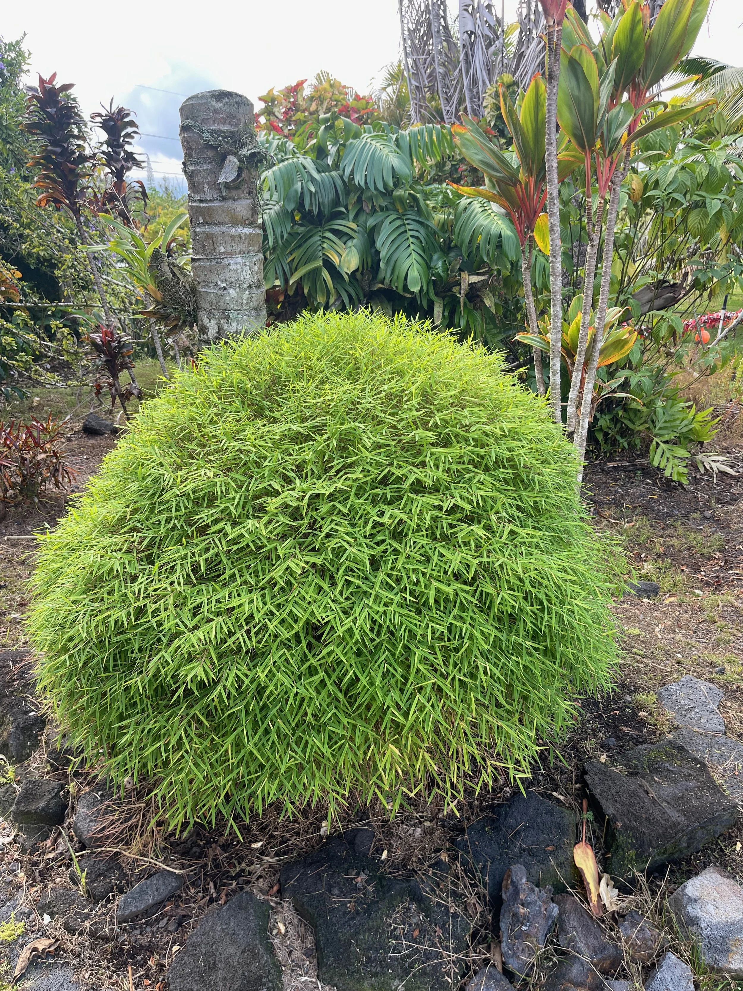 Pogonatherum paniceum.jpeg