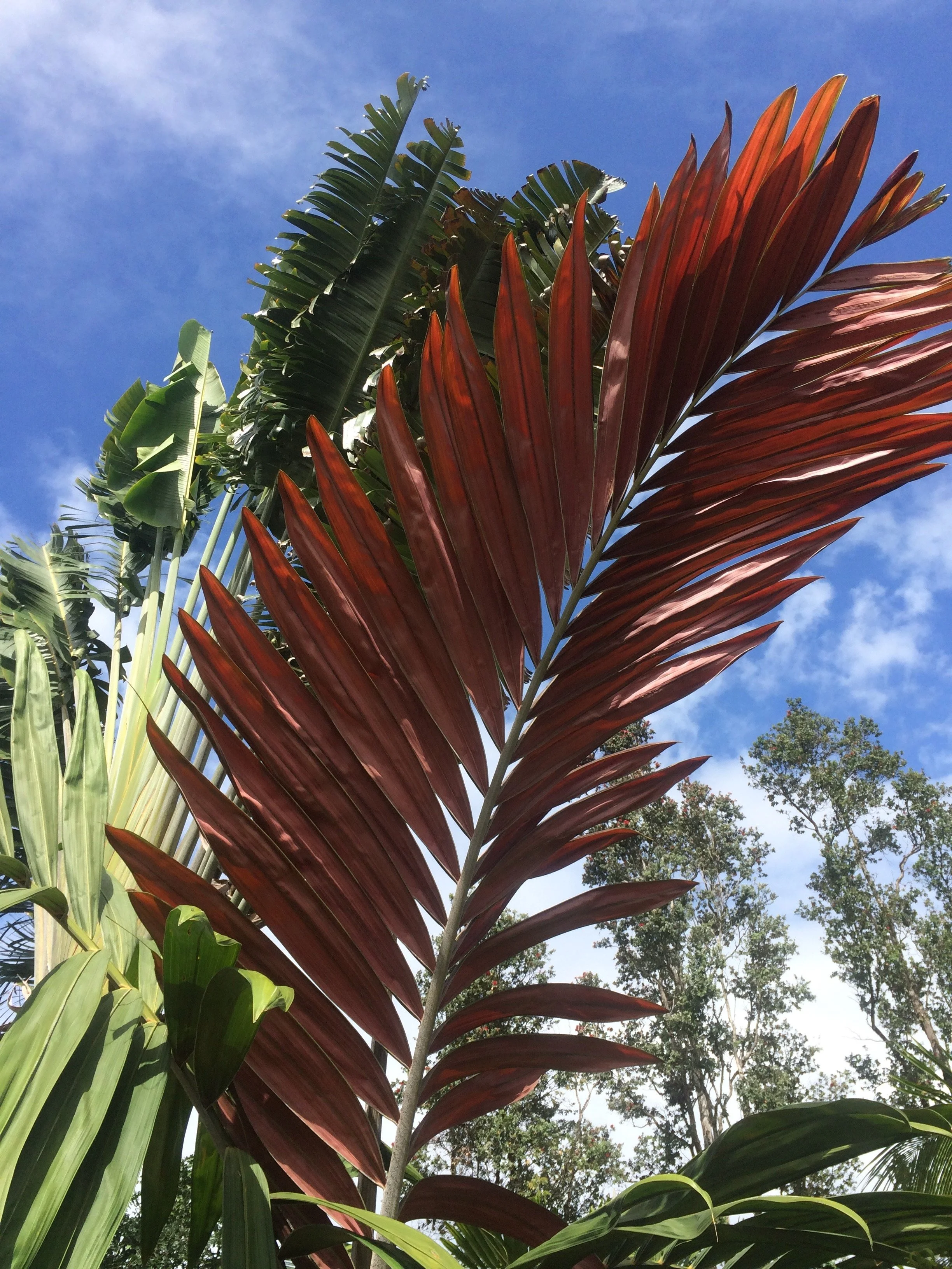 Chambreyonia macrocarpa (1).jpeg