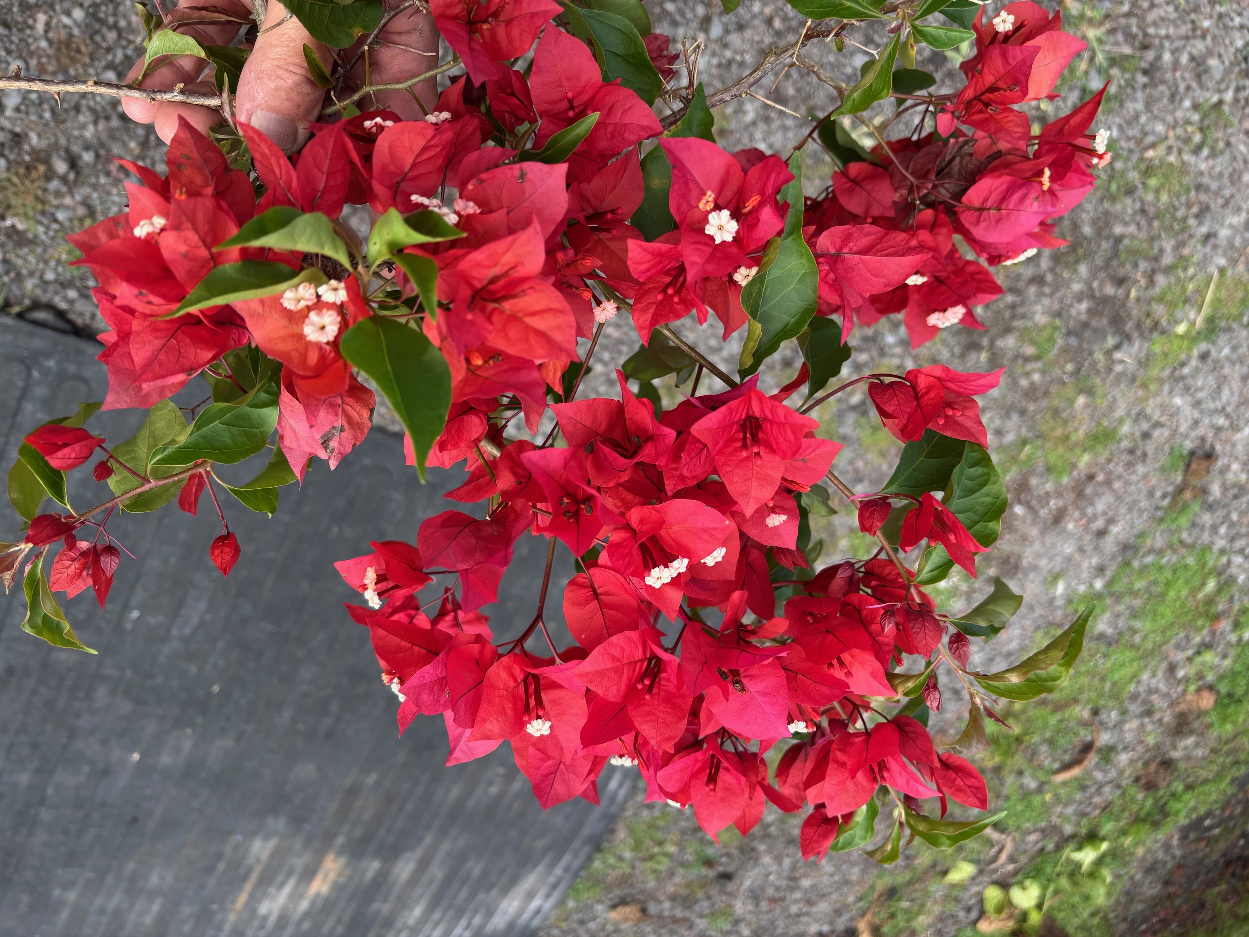 Bougainvillea (Brick Red) (2).jpeg