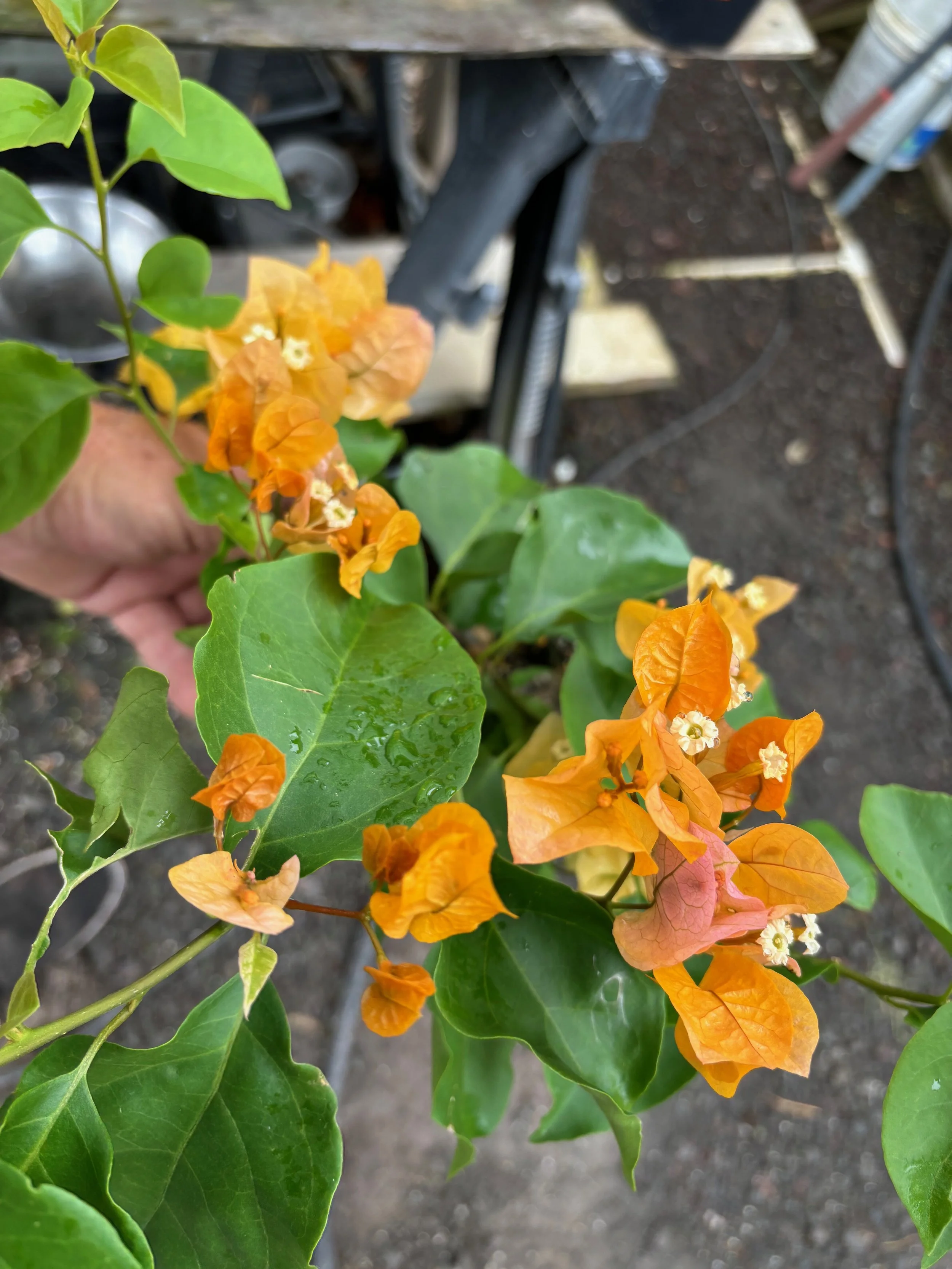 Bougainvillea 'California Gold'.jpeg