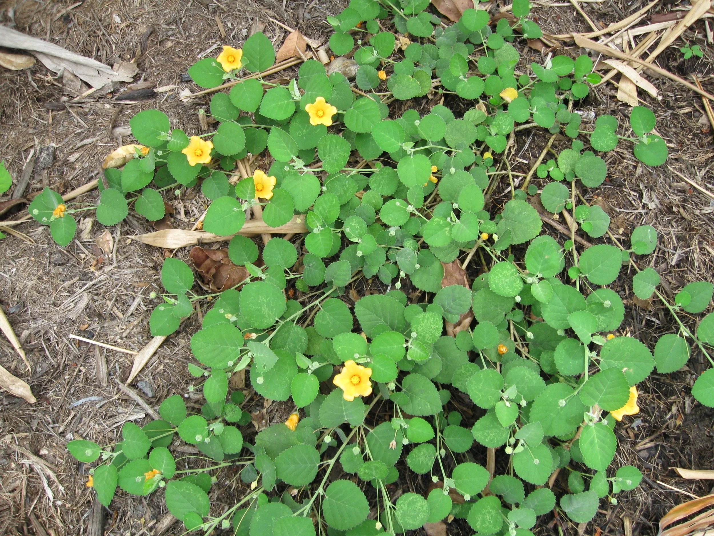Sida fallax prostrata (1).jpeg