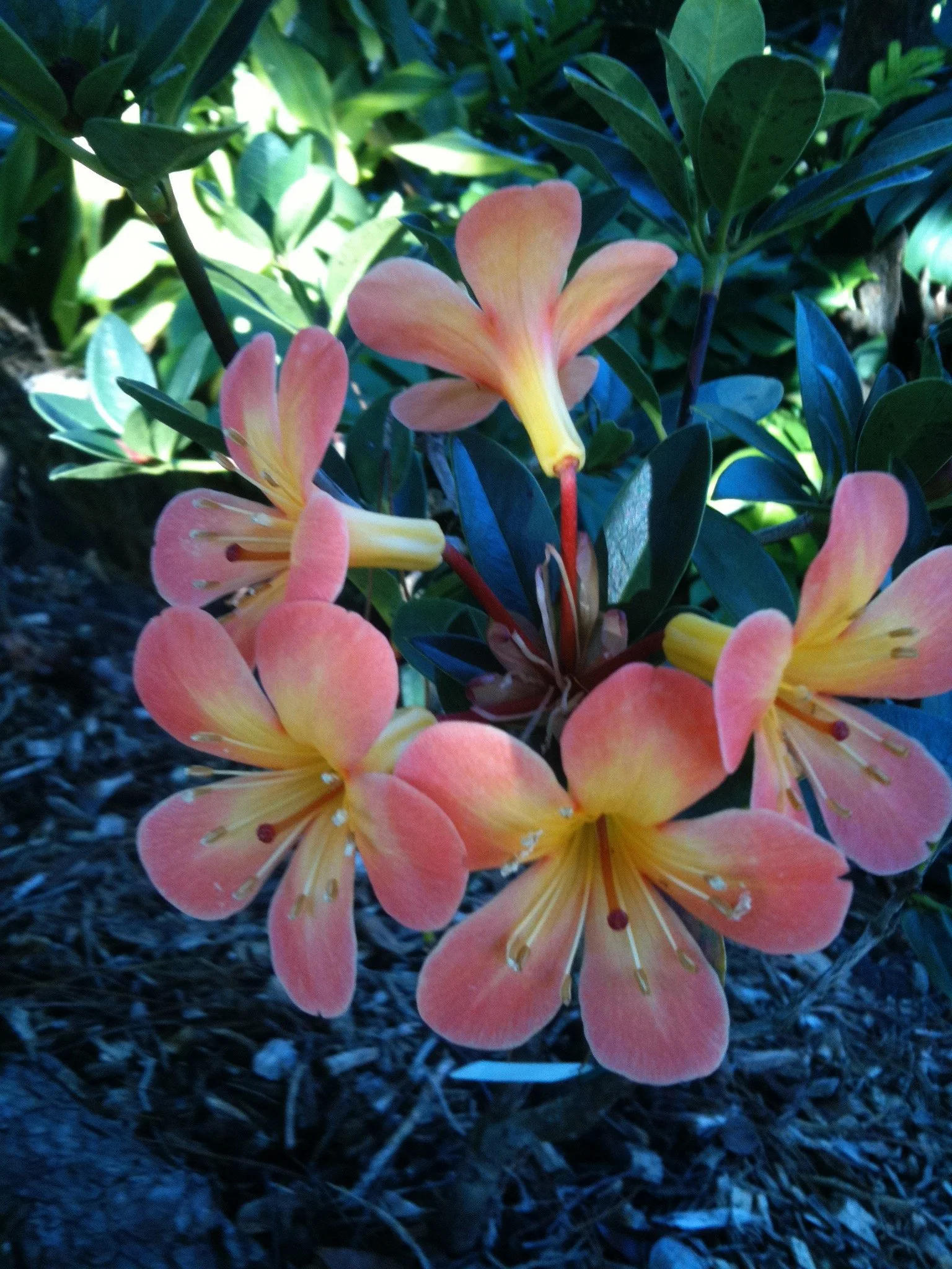 Rhododendron vireya machregorie x lastum x saxifrigeides (2).jpeg