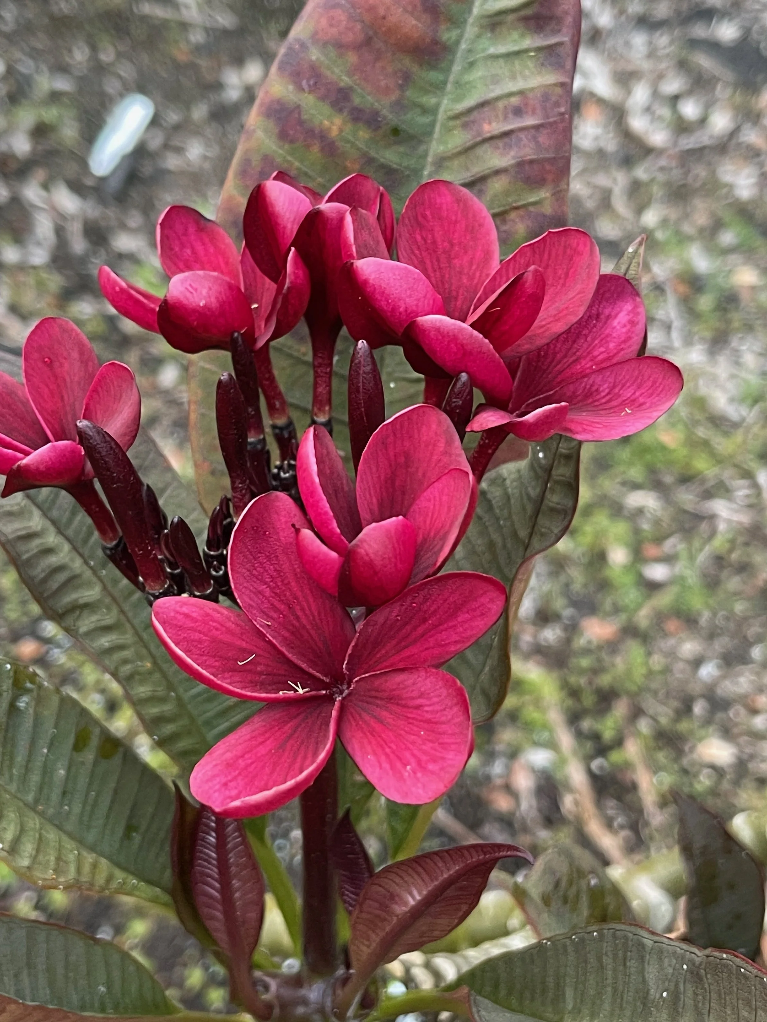 Plumeria rubra 'Dark Red' Scott Pratt (4).jpeg